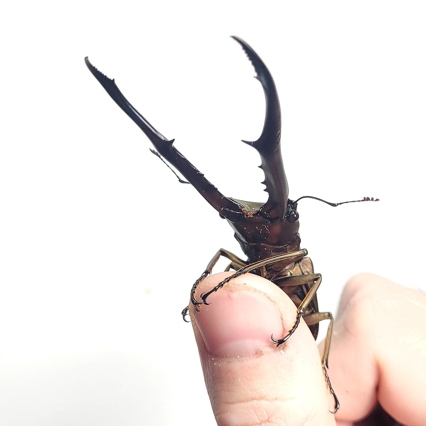 Metallic Stag Beetle (Cyclommatus metallifer finae)
