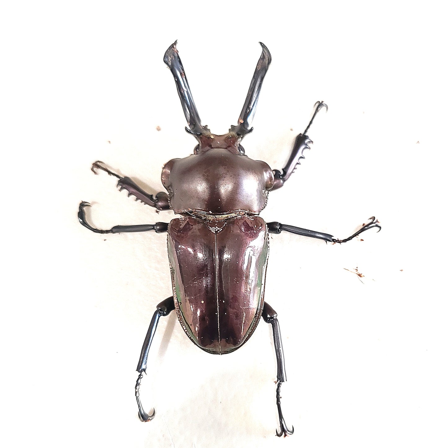 Black Rainbow Stag Beetle (Phalacrognathus muelleri)
