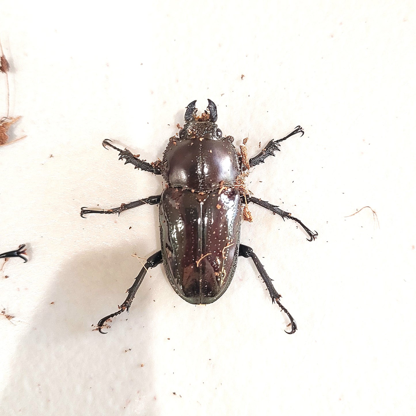 Black Rainbow Stag Beetle (Phalacrognathus muelleri)
