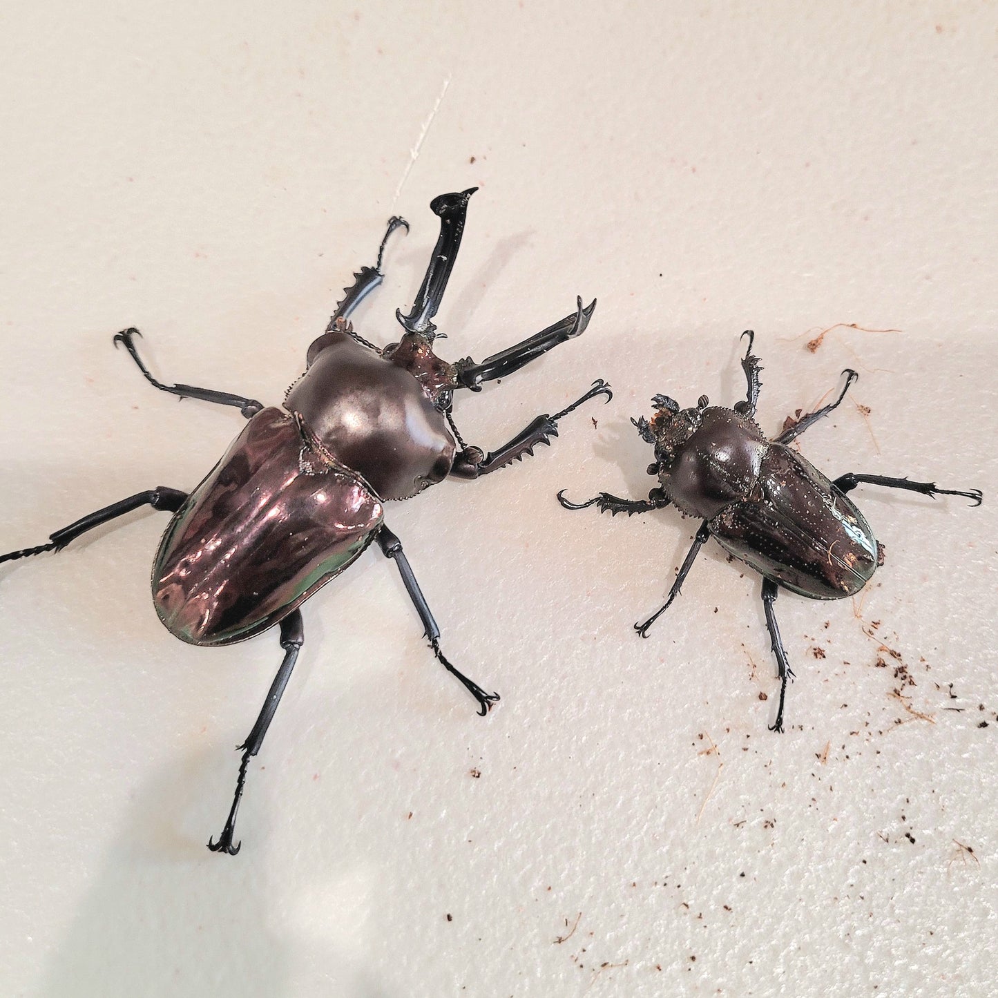 Black Rainbow Stag Beetle (Phalacrognathus muelleri)