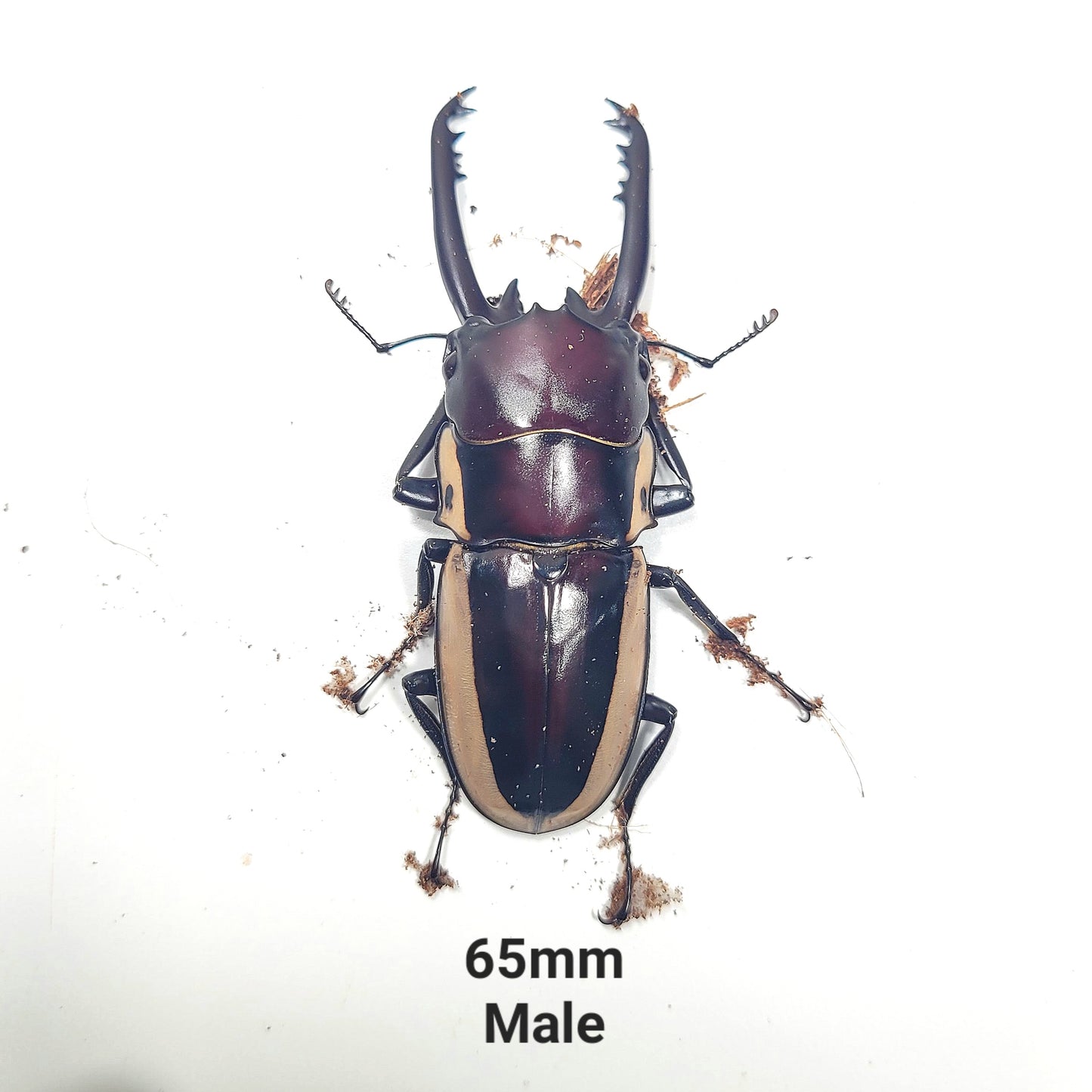 (On Sale!) Bison Sawtooth Stag Beetle (Prosopocoilus bison cinctus)