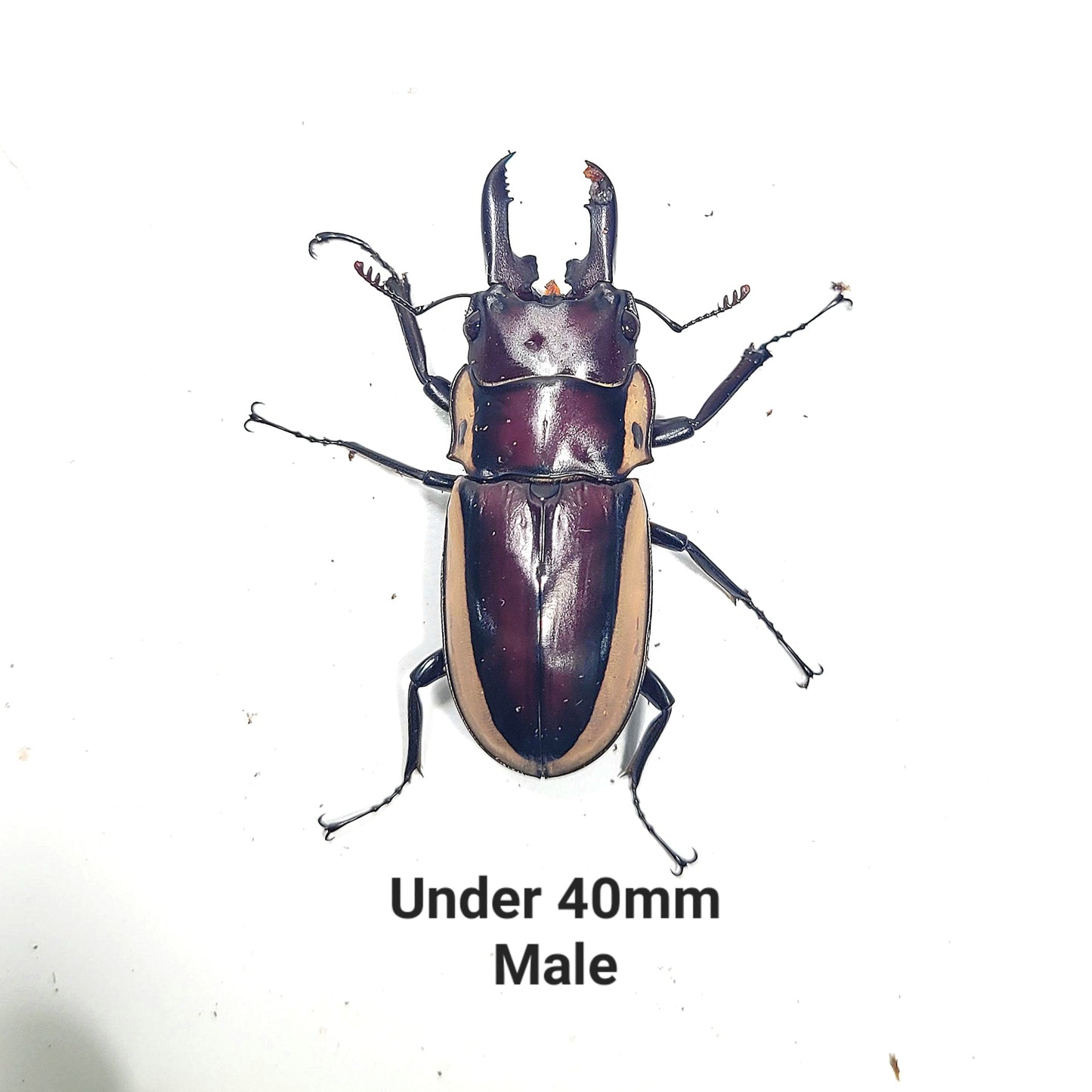 (On Sale!) Bison Sawtooth Stag Beetle (Prosopocoilus bison cinctus)