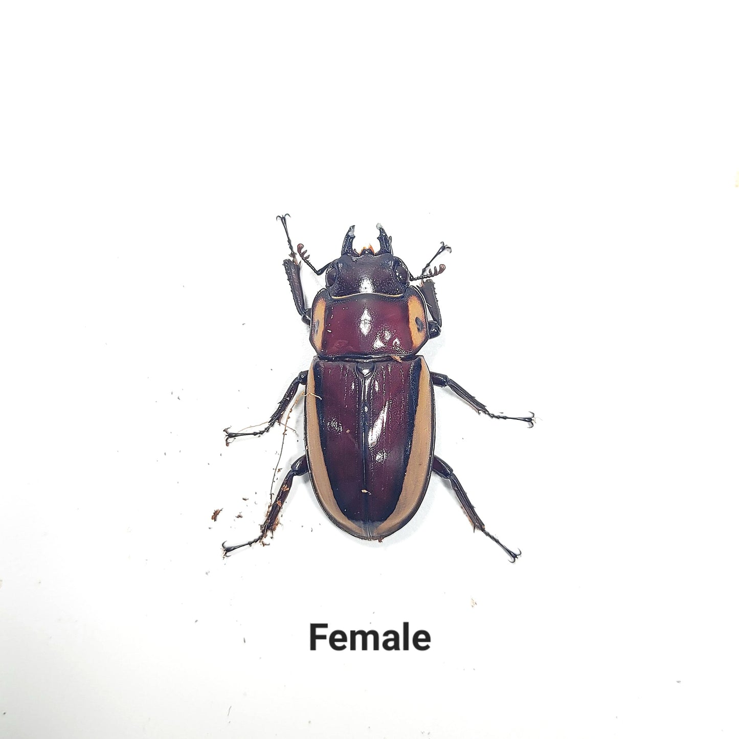 (On Sale!) Bison Sawtooth Stag Beetle (Prosopocoilus bison cinctus)