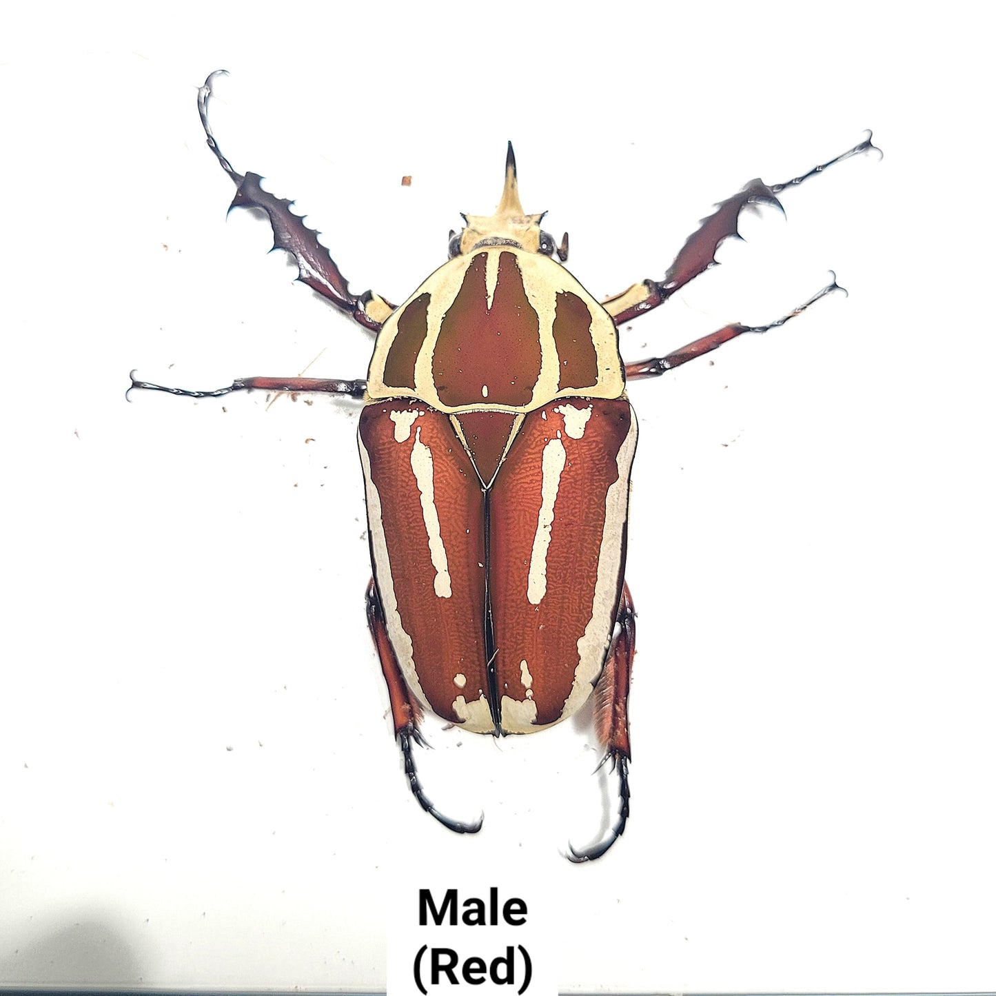 Giant Flower Beetle (Mecynorhina torquata ugandensis) (Red)