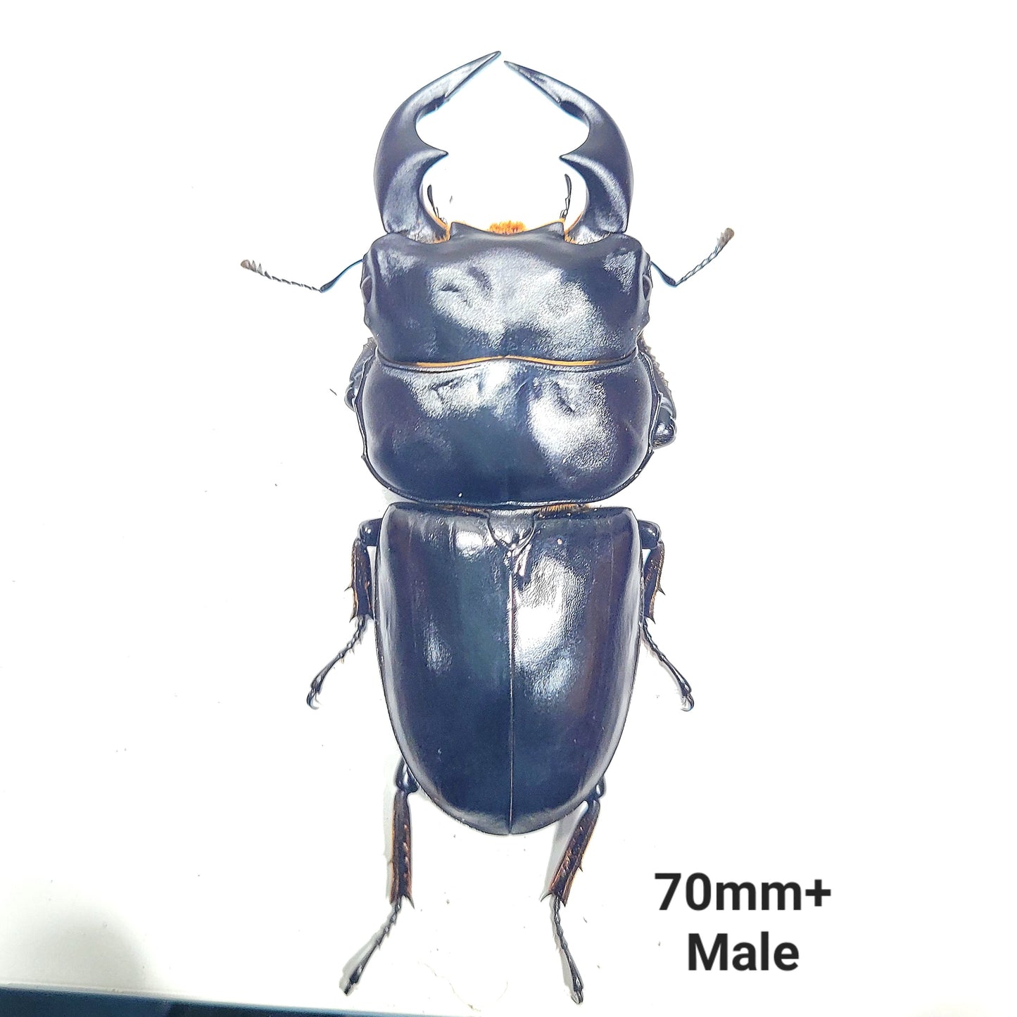 Northern Antler Stag Beetle (Dorcus antaeus antaeus) (North India)