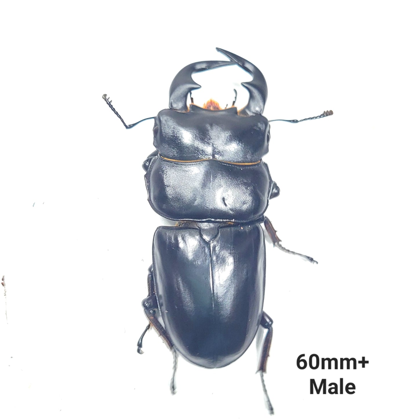 Northern Antler Stag Beetle (Dorcus antaeus antaeus) (North India)