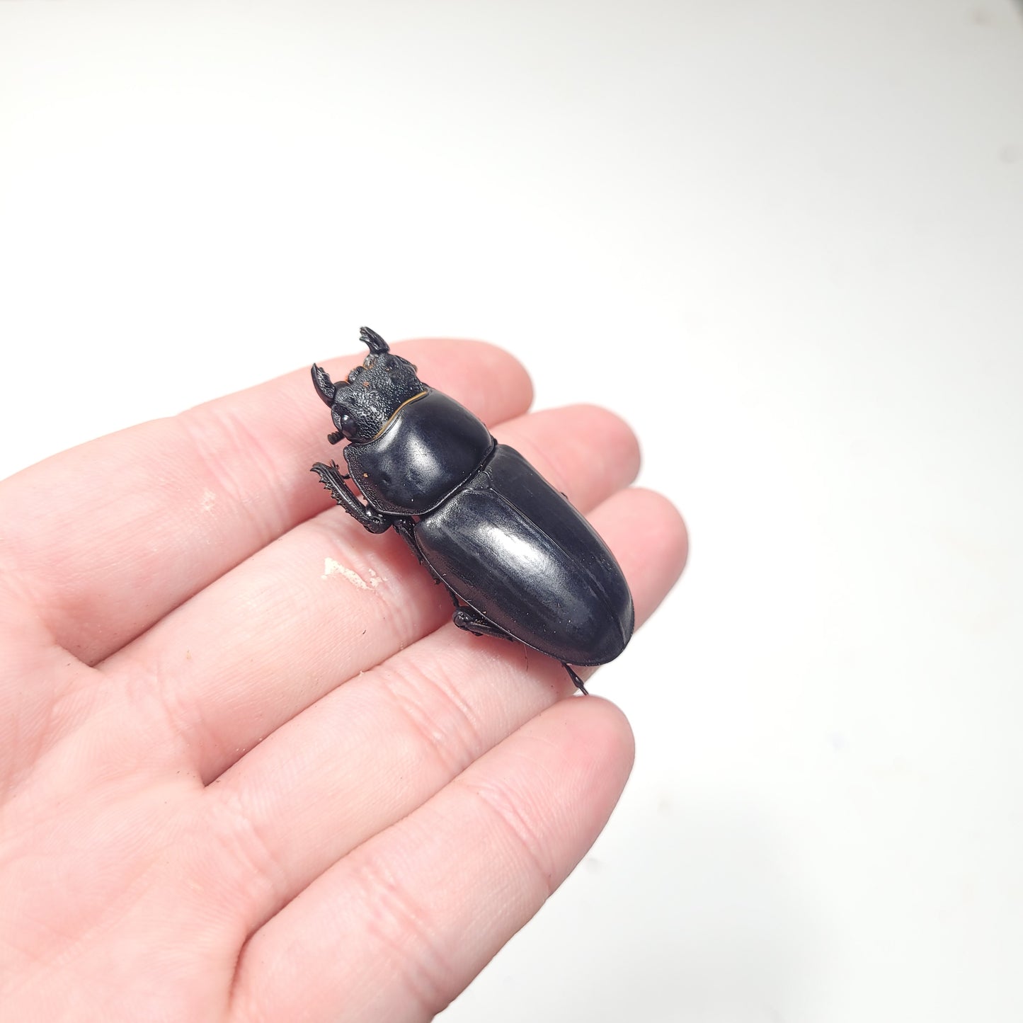 Northern Antler Stag Beetle (Dorcus antaeus antaeus) (North India)