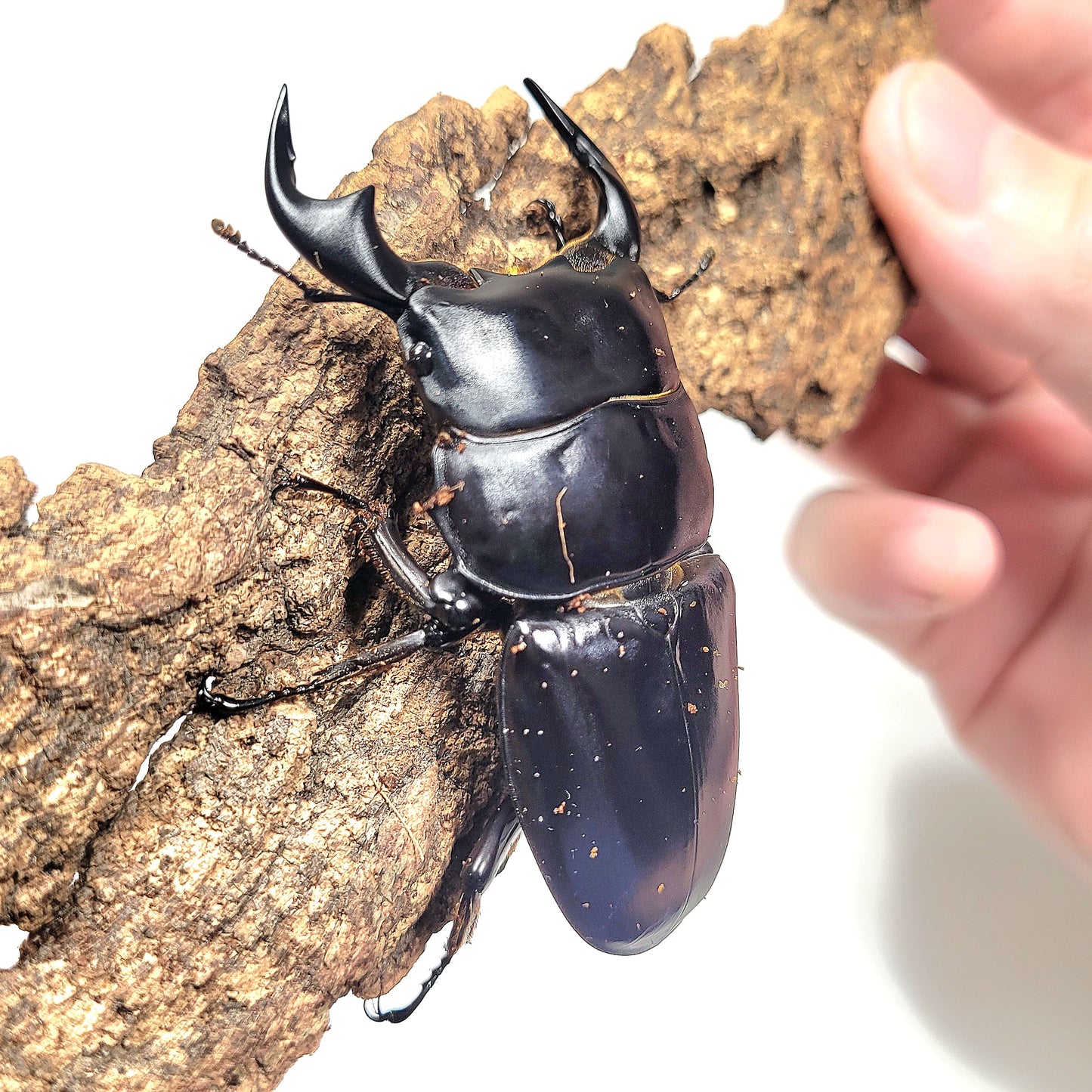 Northern Antler Stag Beetle (Dorcus antaeus antaeus) (North India)