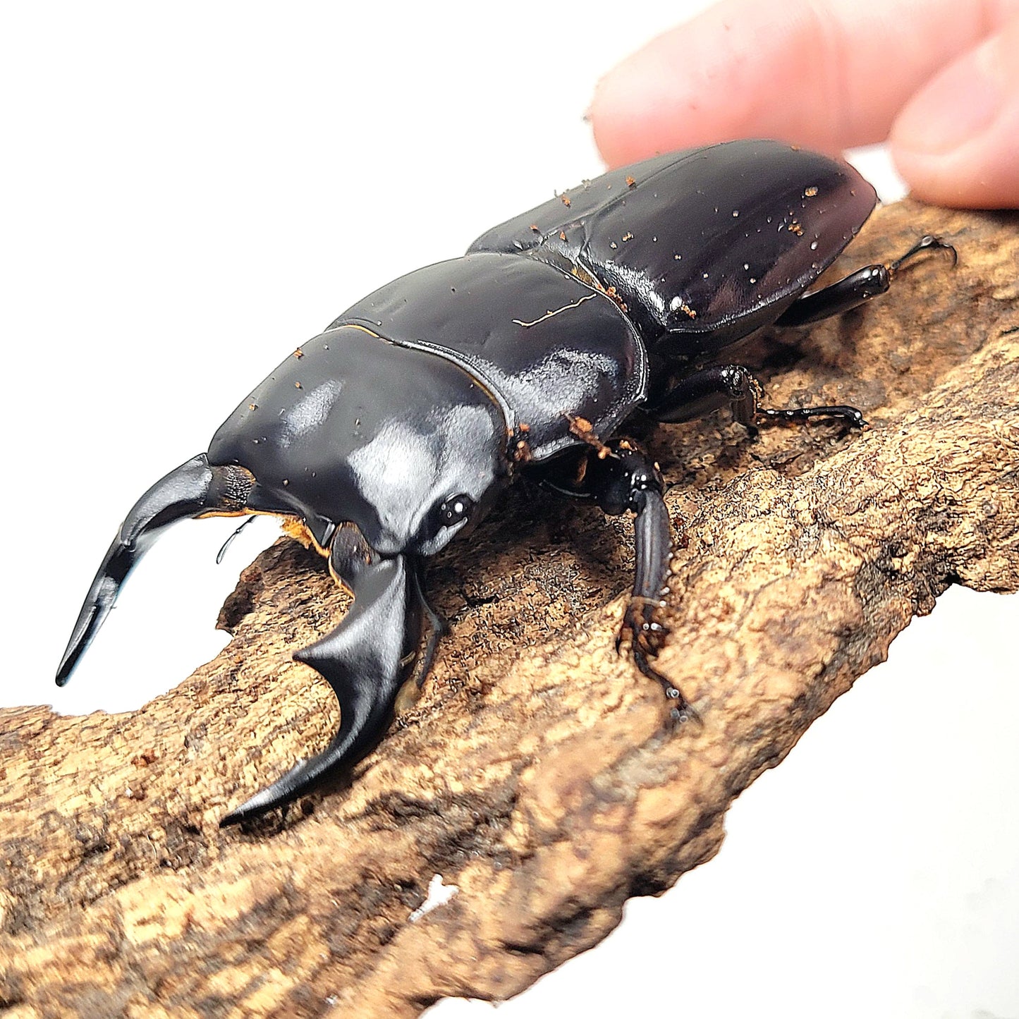 Northern Antler Stag Beetle (Dorcus antaeus antaeus) (North India)