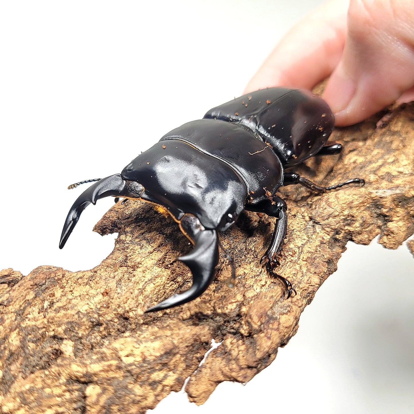 Northern Antler Stag Beetle (Dorcus antaeus antaeus) (North India)