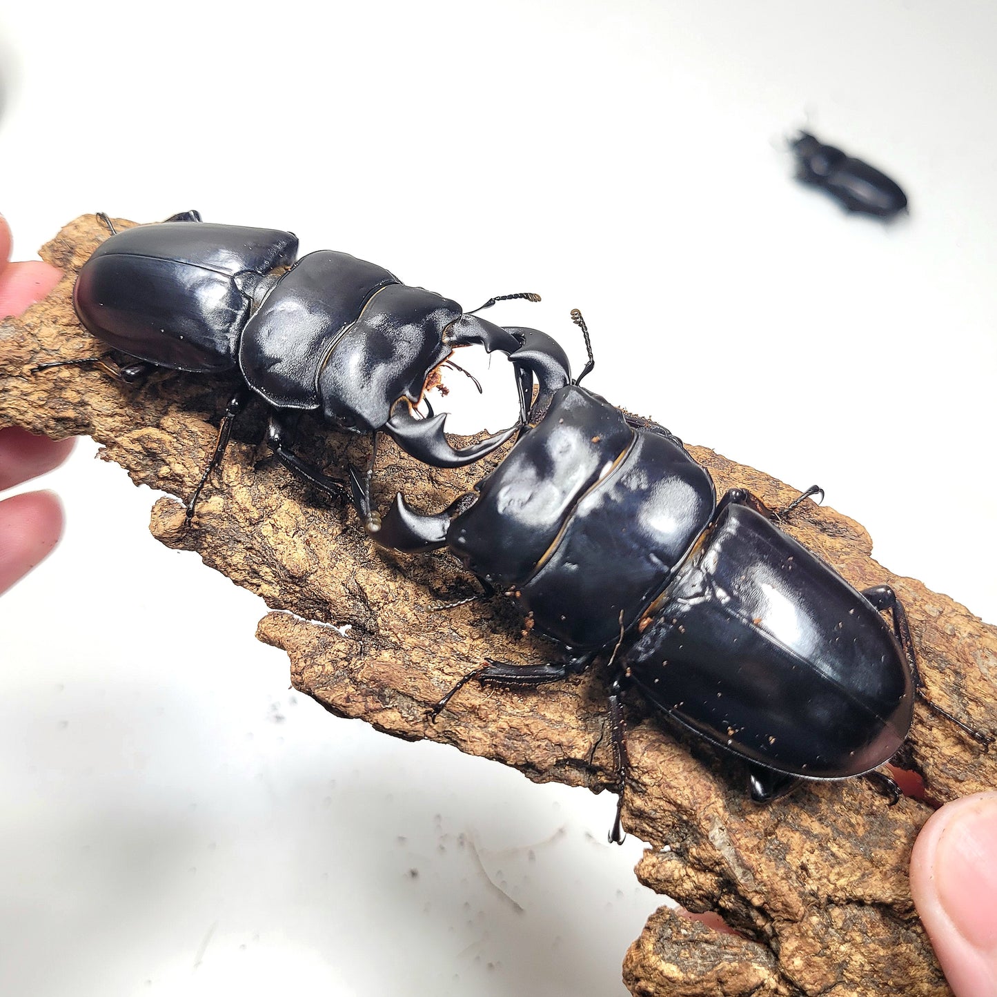 Northern Antler Stag Beetle (Dorcus antaeus antaeus) (North India)