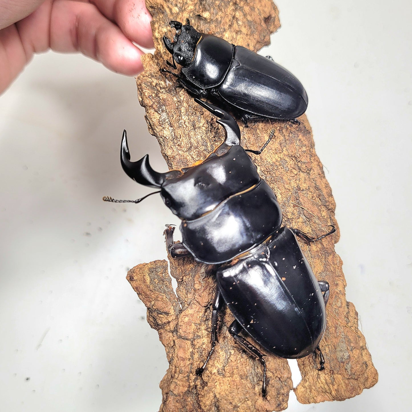 Northern Antler Stag Beetle (Dorcus antaeus antaeus) (North India)