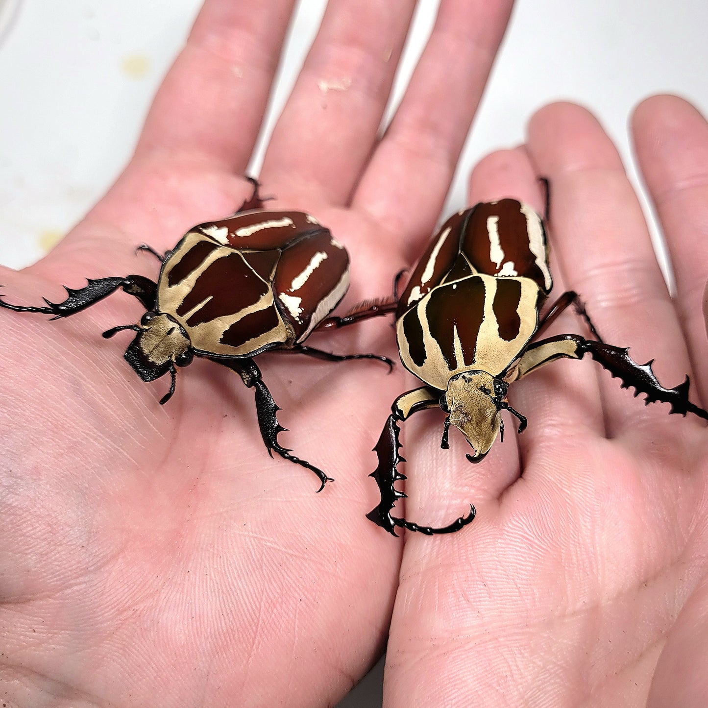 Giant Flower Beetle (Mecynorhina torquata ugandensis) (Red)