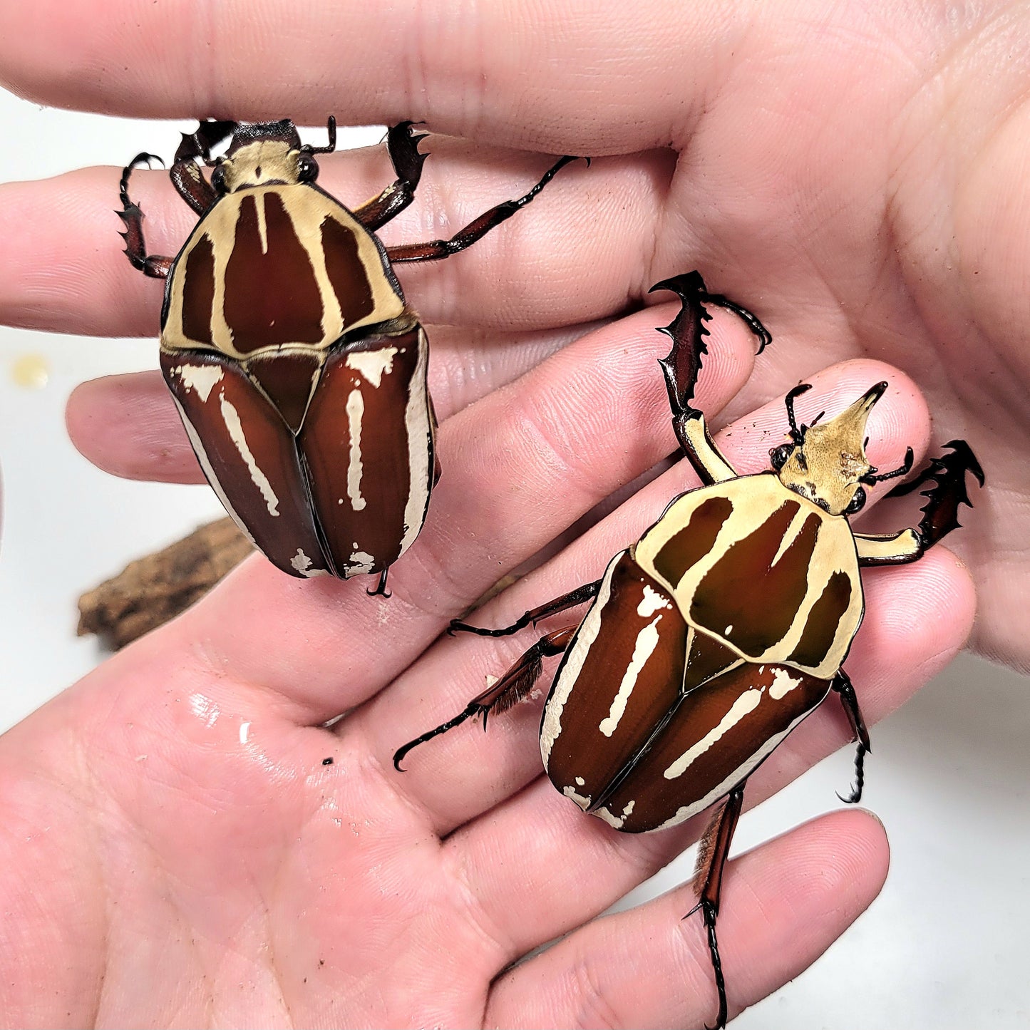 Giant Flower Beetle (Mecynorhina torquata ugandensis) (Red)