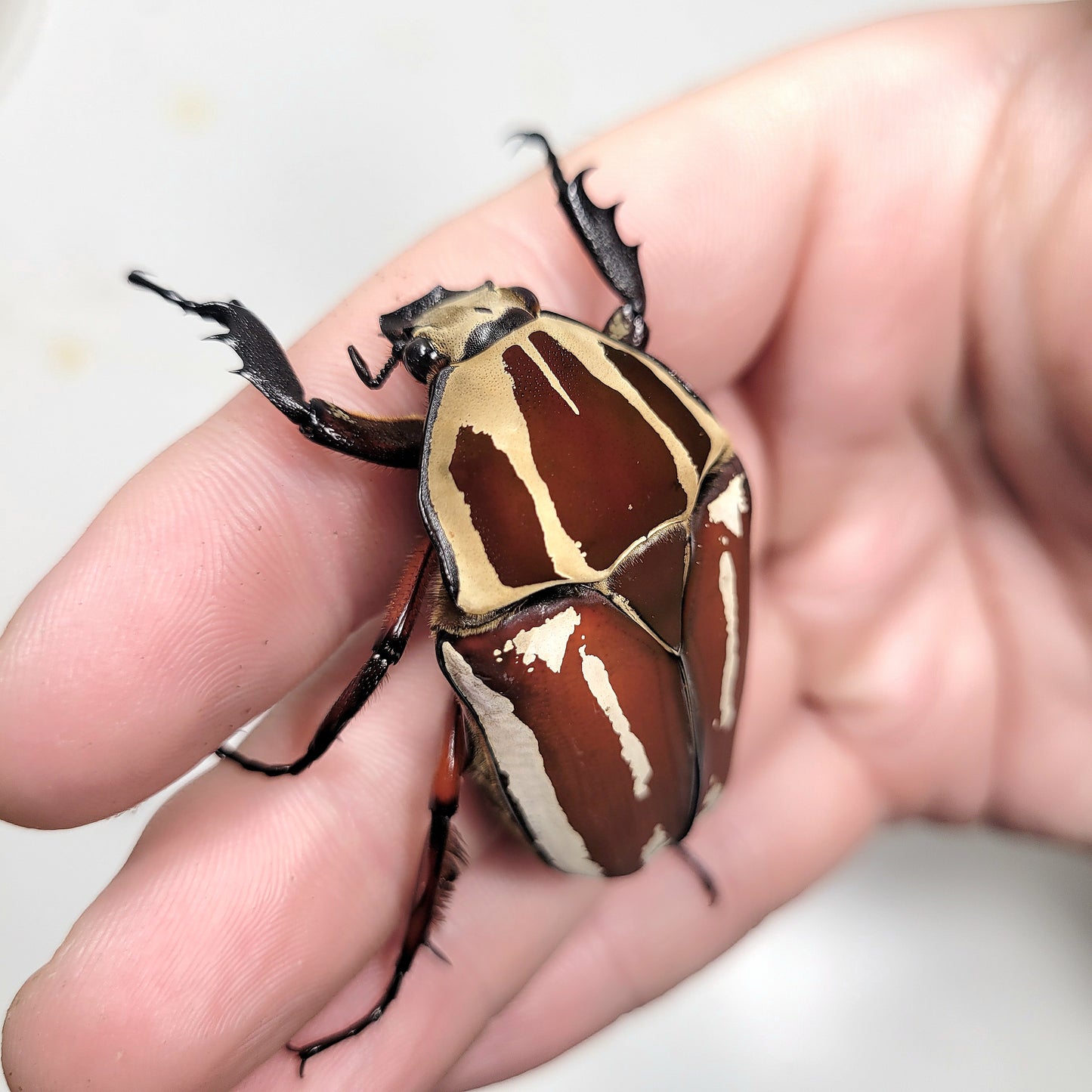 Giant Flower Beetle (Mecynorhina torquata ugandensis) (Red)