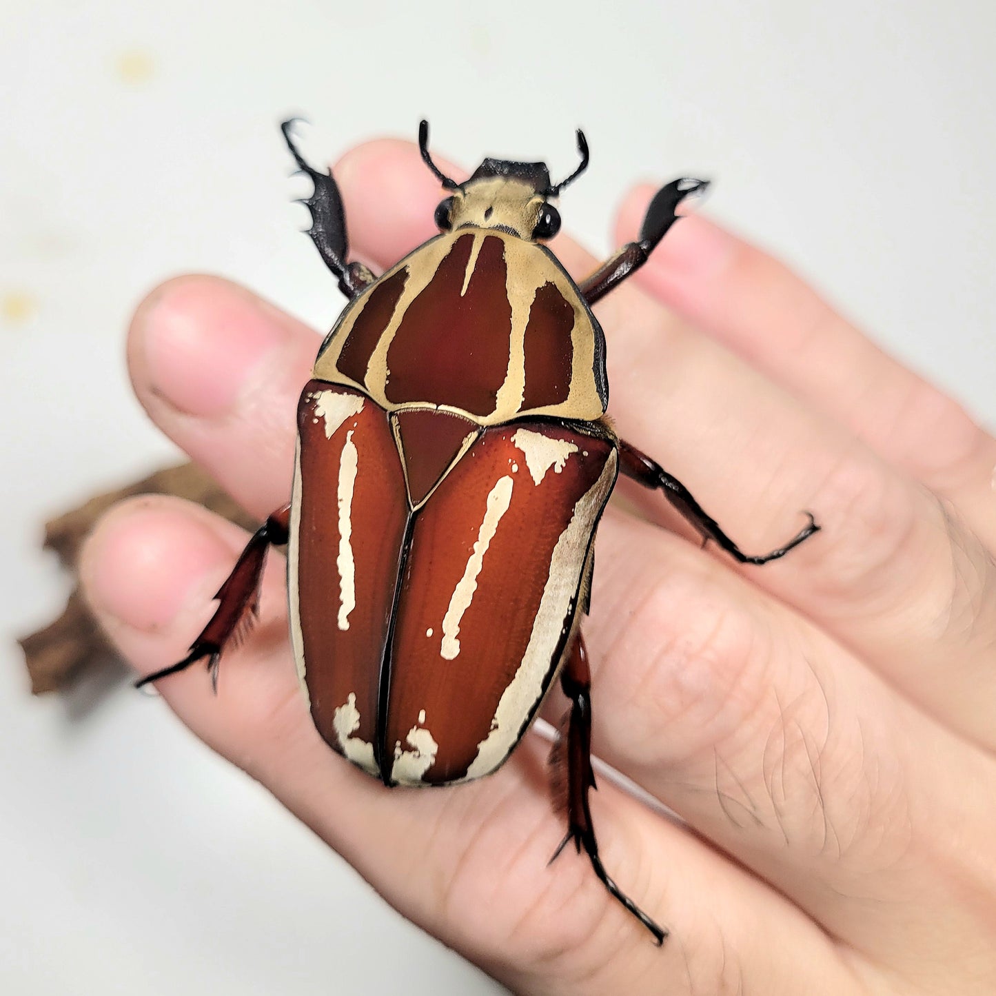 Giant Flower Beetle (Mecynorhina torquata ugandensis) (Red)