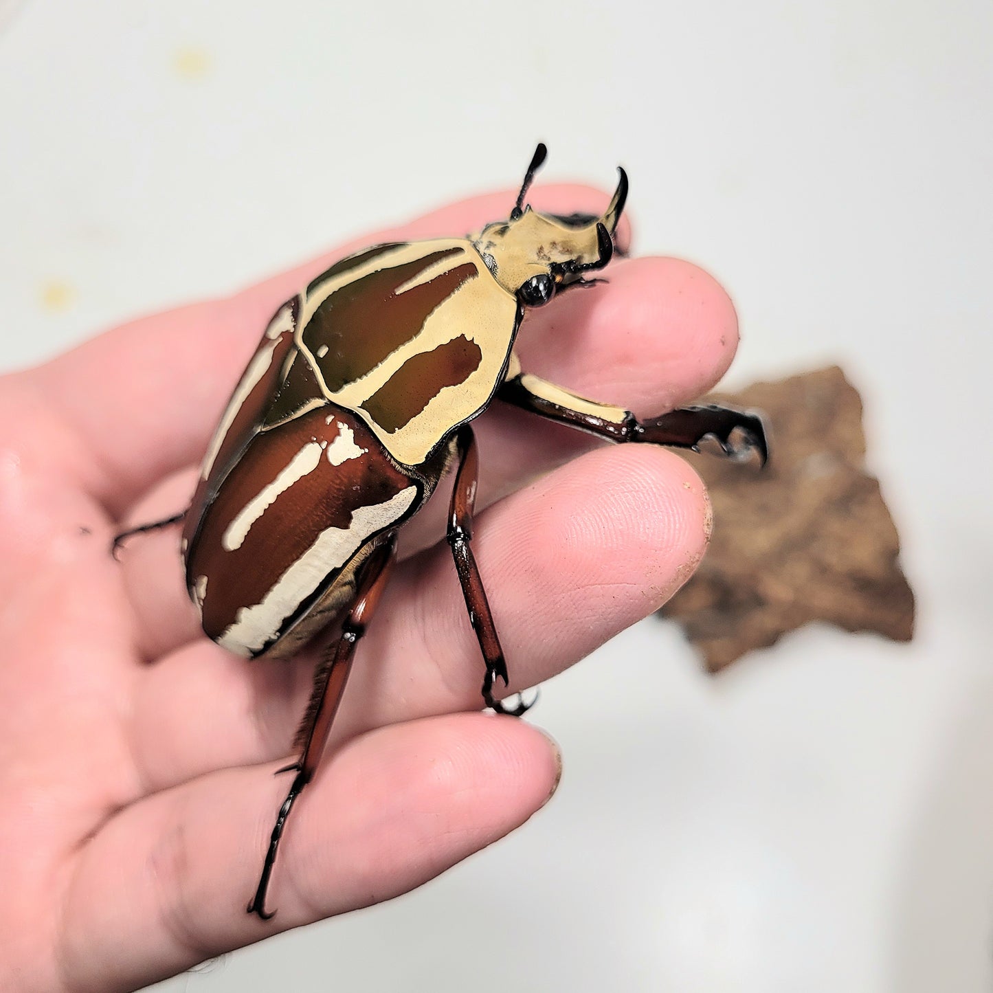 Giant Flower Beetle (Mecynorhina torquata ugandensis) (Red)