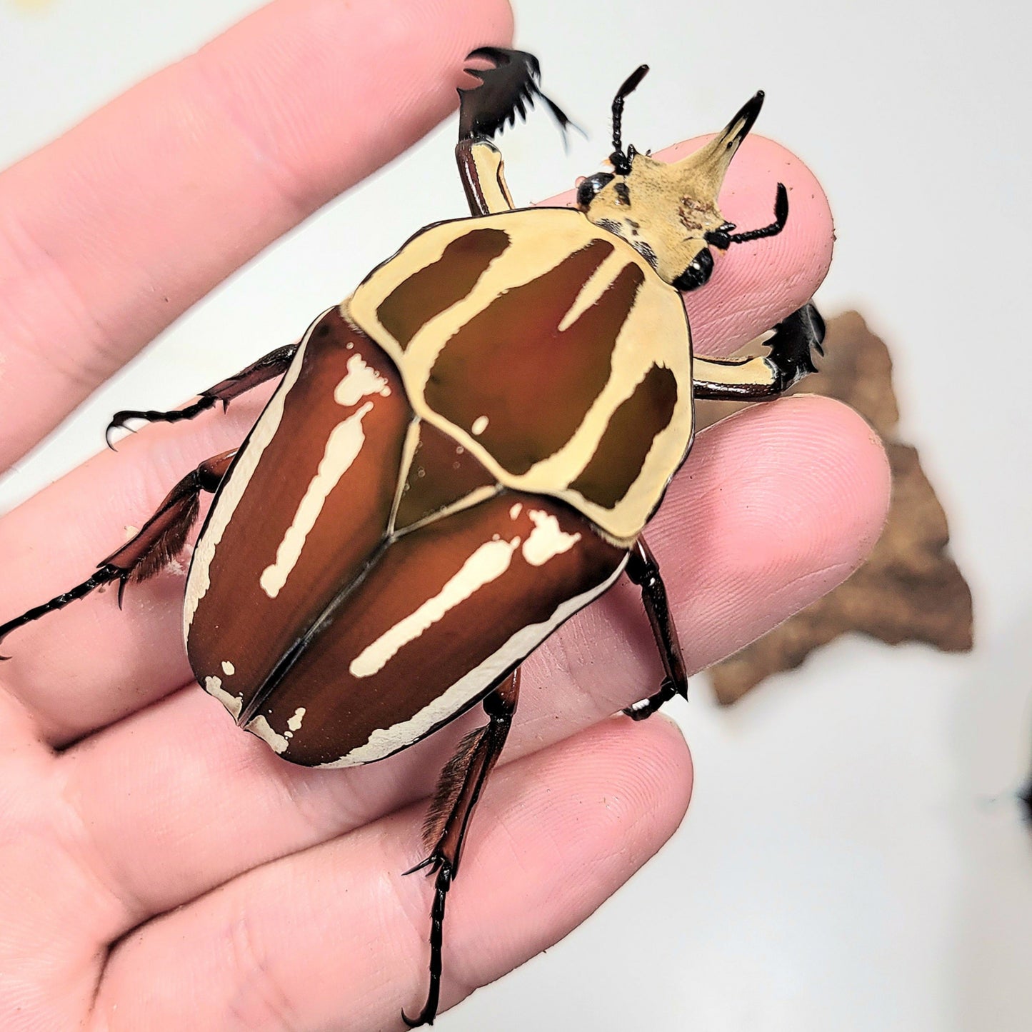 Giant Flower Beetle (Mecynorhina torquata ugandensis) (Red)