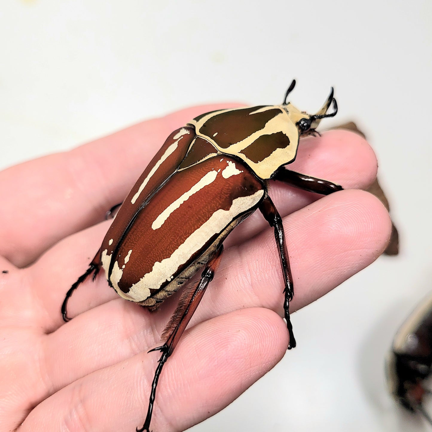 Giant Flower Beetle (Mecynorhina torquata ugandensis) (Red)