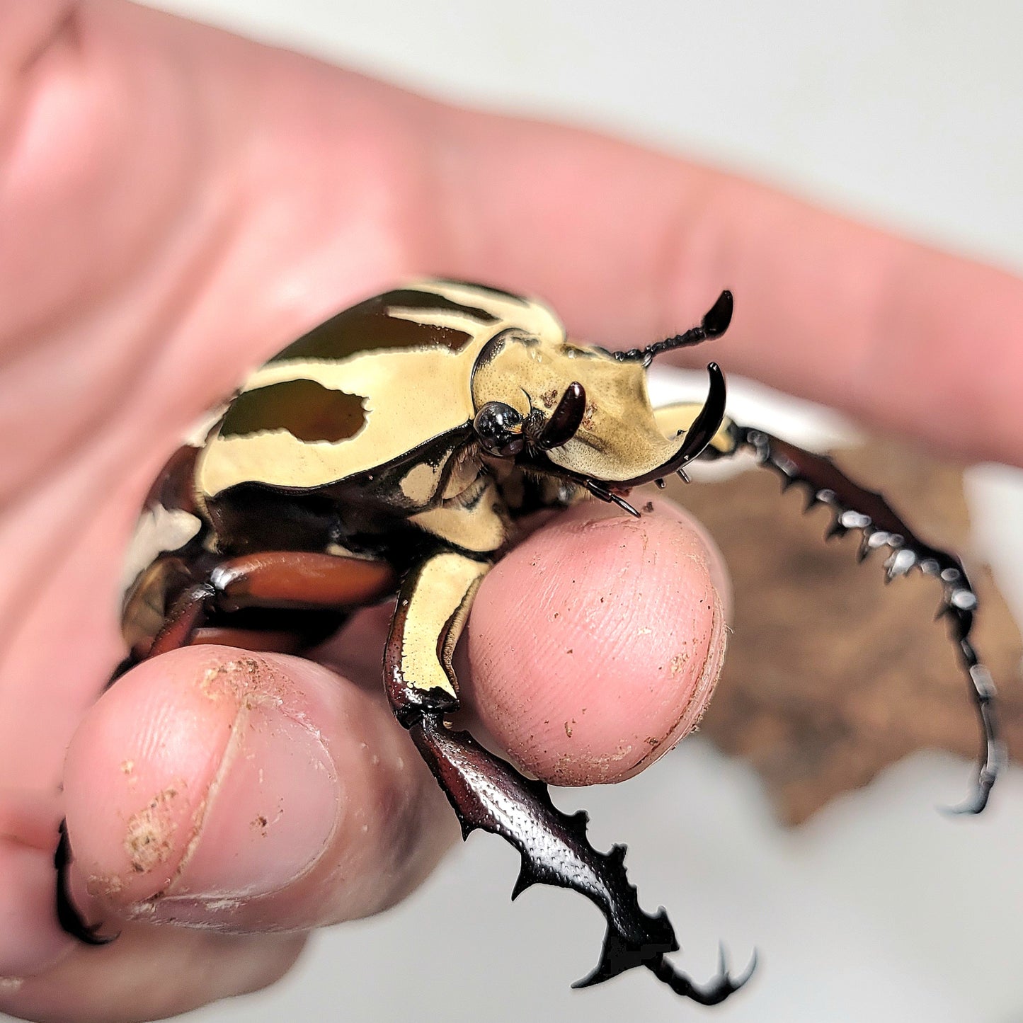 Giant Flower Beetle (Mecynorhina torquata ugandensis) (Red)