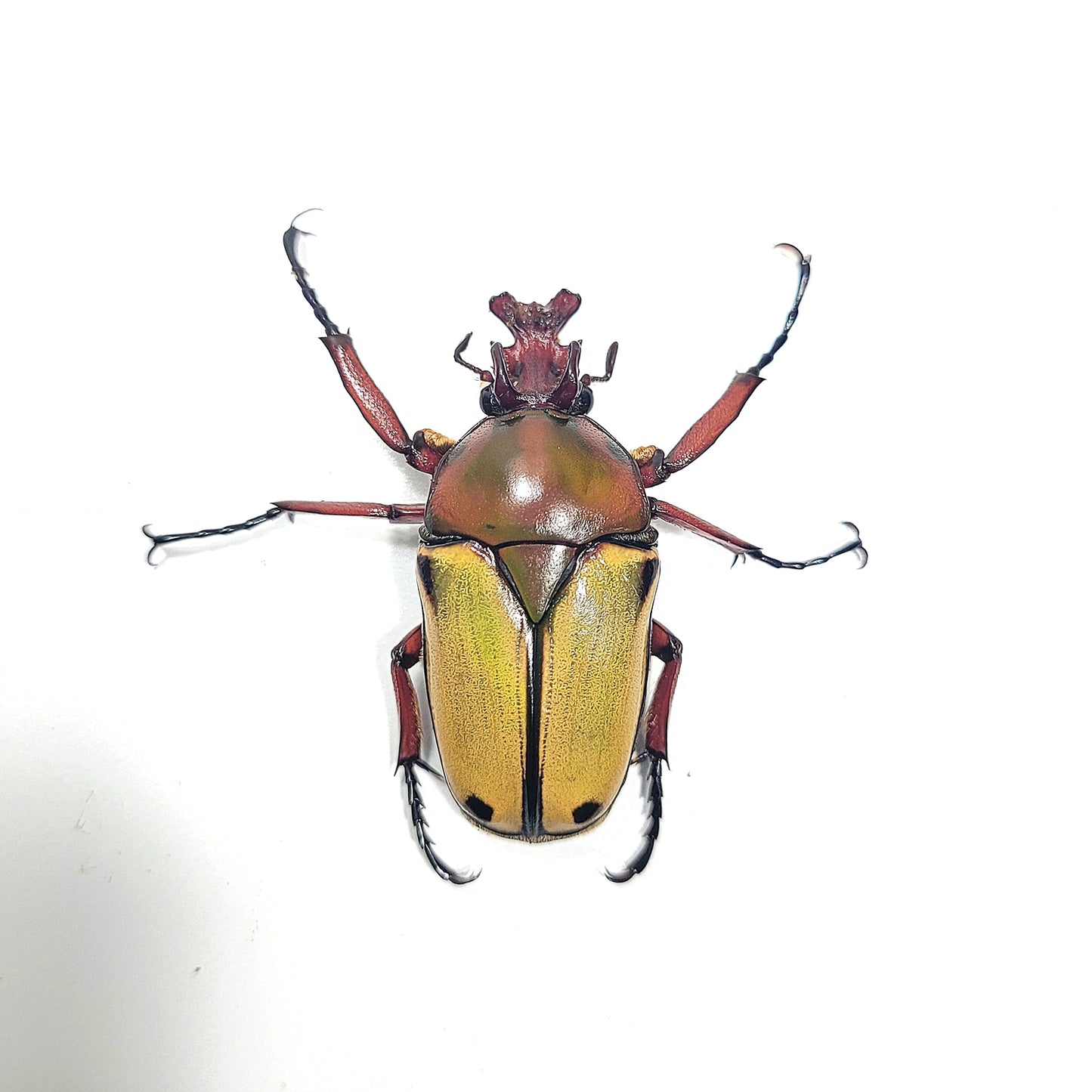 Cyprolais cornuta