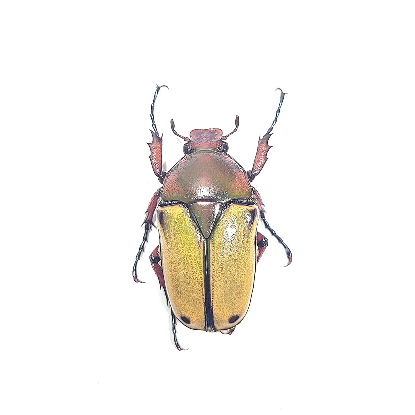 Cyprolais cornuta