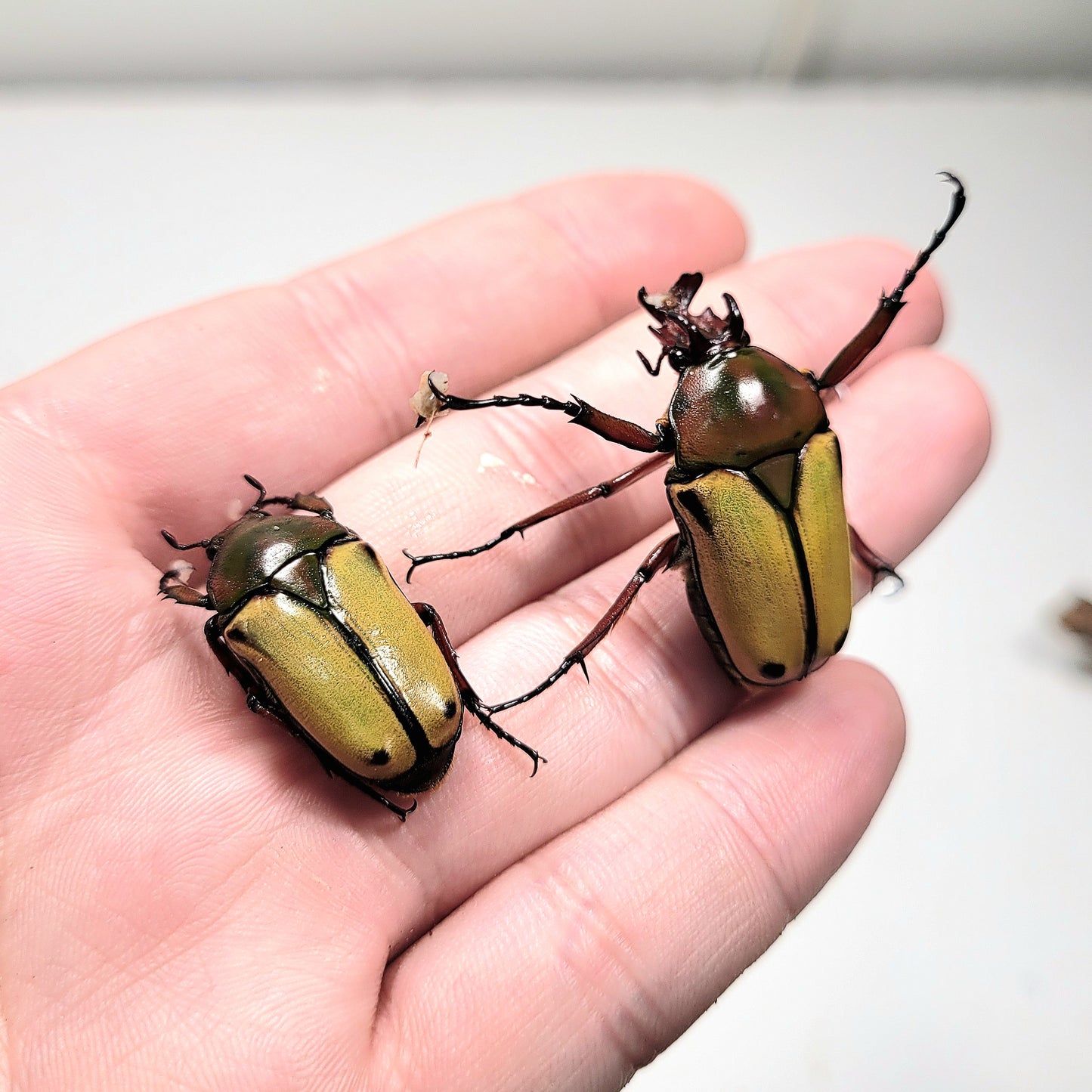 Cyprolais cornuta