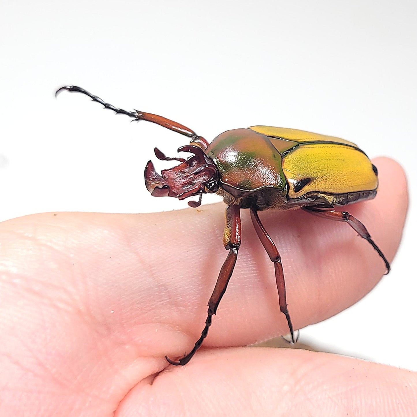 Cyprolais cornuta