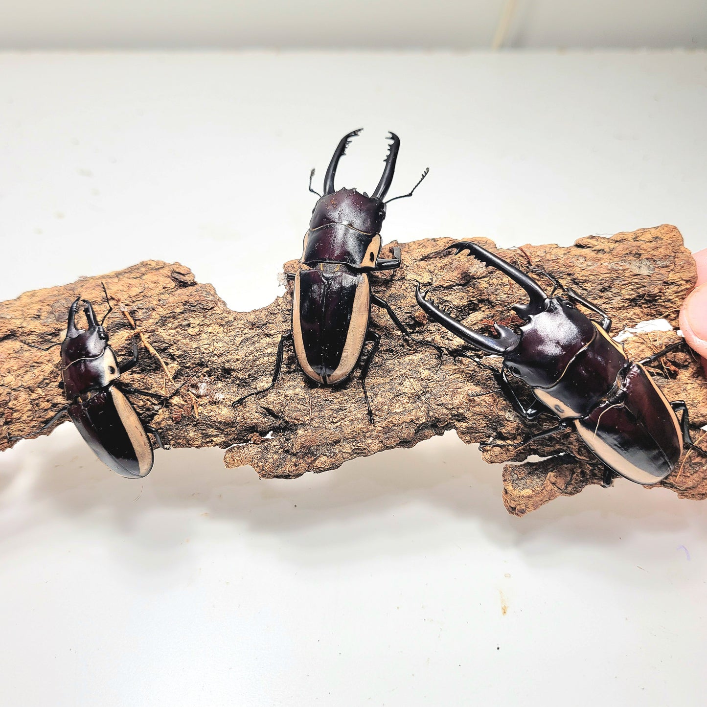 (On Sale!) Bison Sawtooth Stag Beetle (Prosopocoilus bison cinctus)