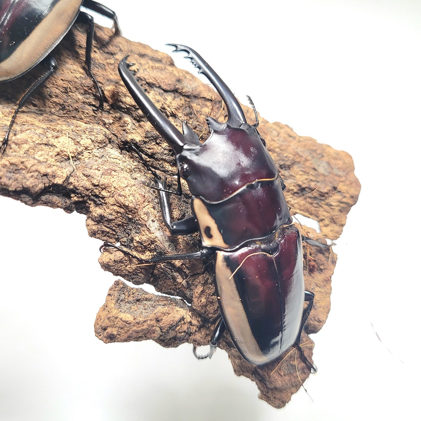 (On Sale!) Bison Sawtooth Stag Beetle (Prosopocoilus bison cinctus)