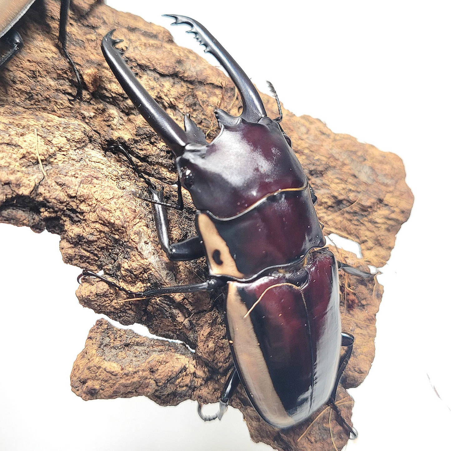 (On Sale!) Bison Sawtooth Stag Beetle (Prosopocoilus bison cinctus)