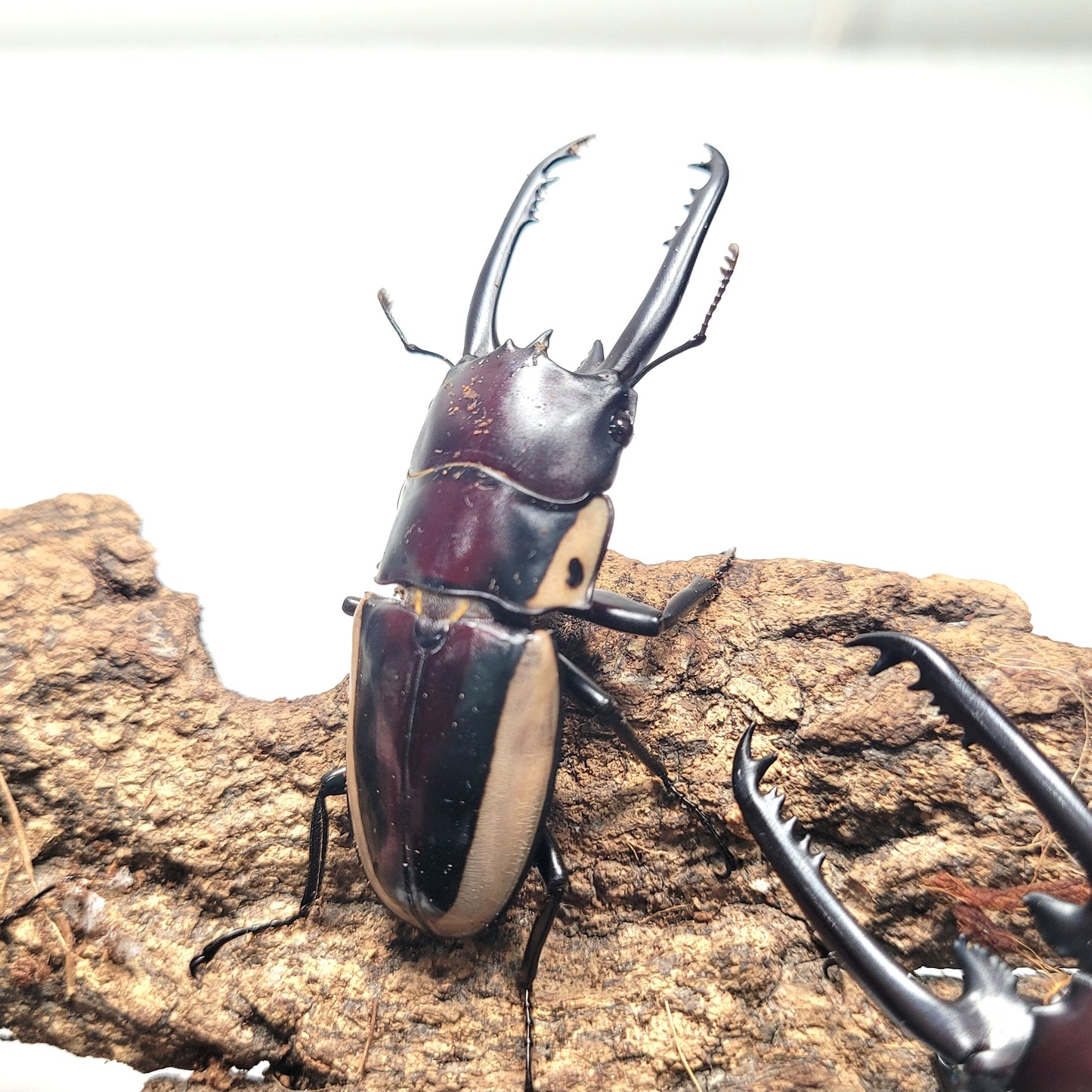 (On Sale!) Bison Sawtooth Stag Beetle (Prosopocoilus bison cinctus)