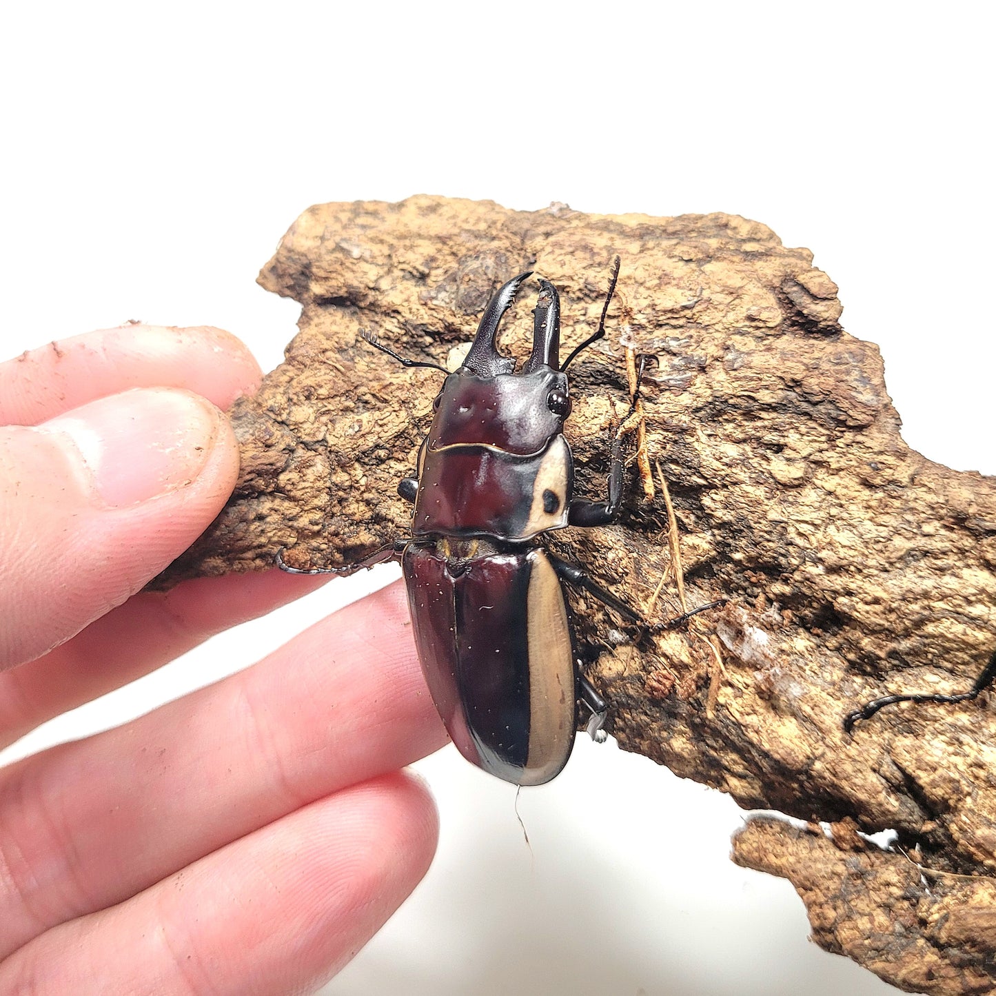 (On Sale!) Bison Sawtooth Stag Beetle (Prosopocoilus bison cinctus)