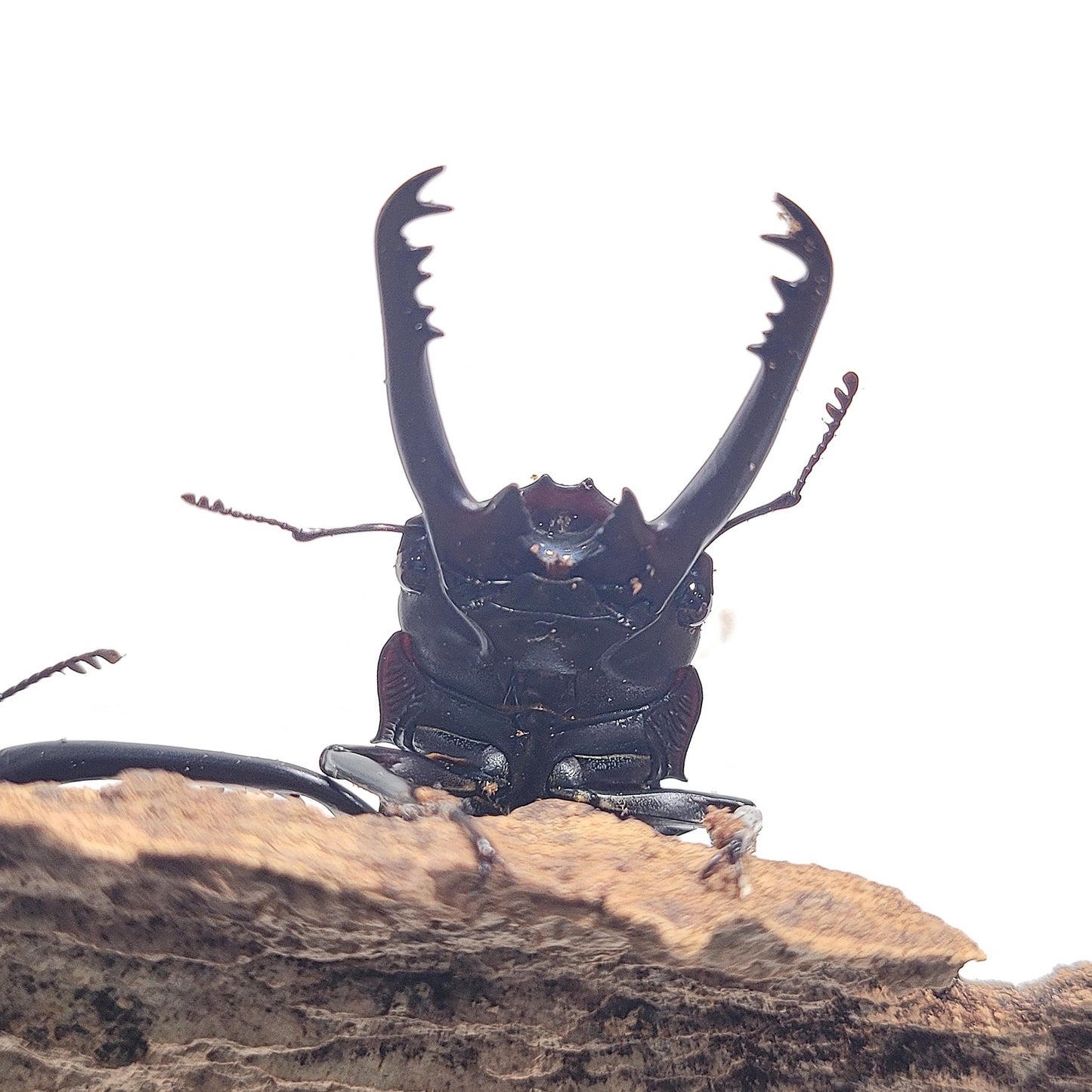 (On Sale!) Bison Sawtooth Stag Beetle (Prosopocoilus bison cinctus)