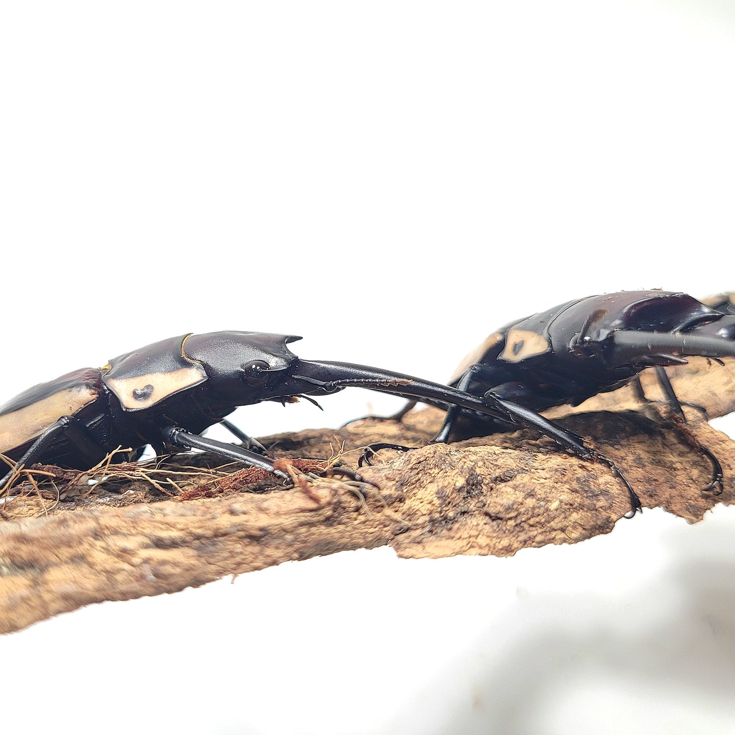 (On Sale!) Bison Sawtooth Stag Beetle (Prosopocoilus bison cinctus)