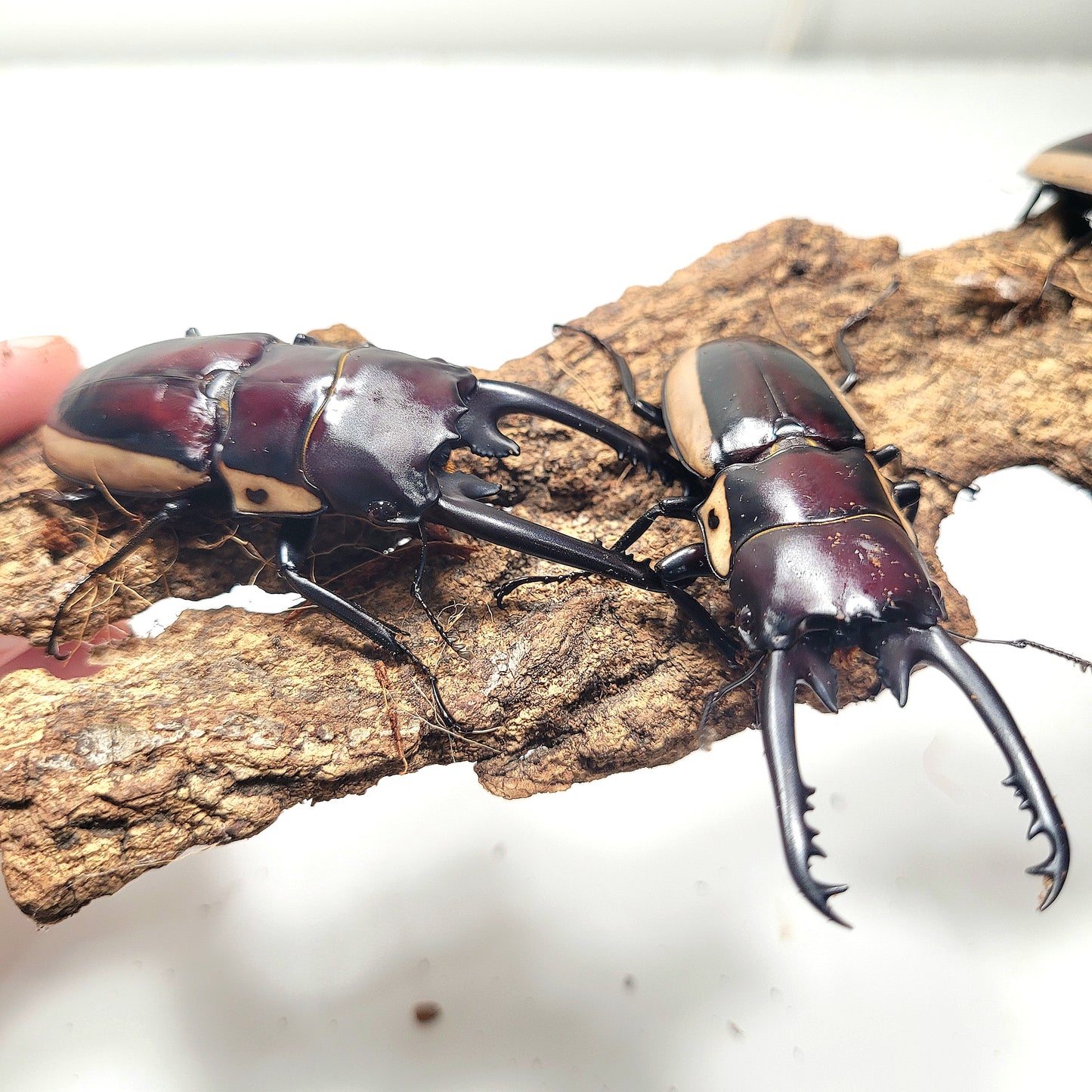 (On Sale!) Bison Sawtooth Stag Beetle (Prosopocoilus bison cinctus)