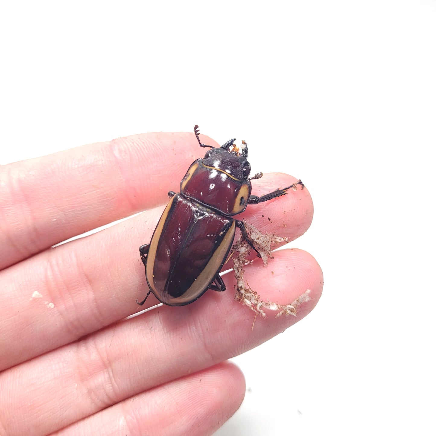 (On Sale!) Bison Sawtooth Stag Beetle (Prosopocoilus bison cinctus)