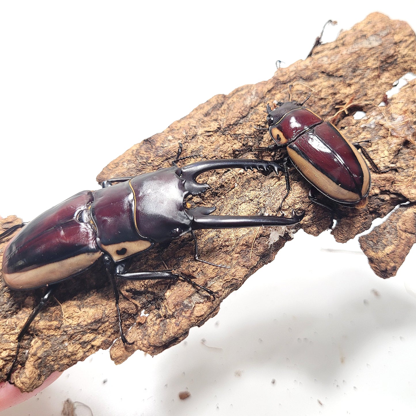 (On Sale!) Bison Sawtooth Stag Beetle (Prosopocoilus bison cinctus)