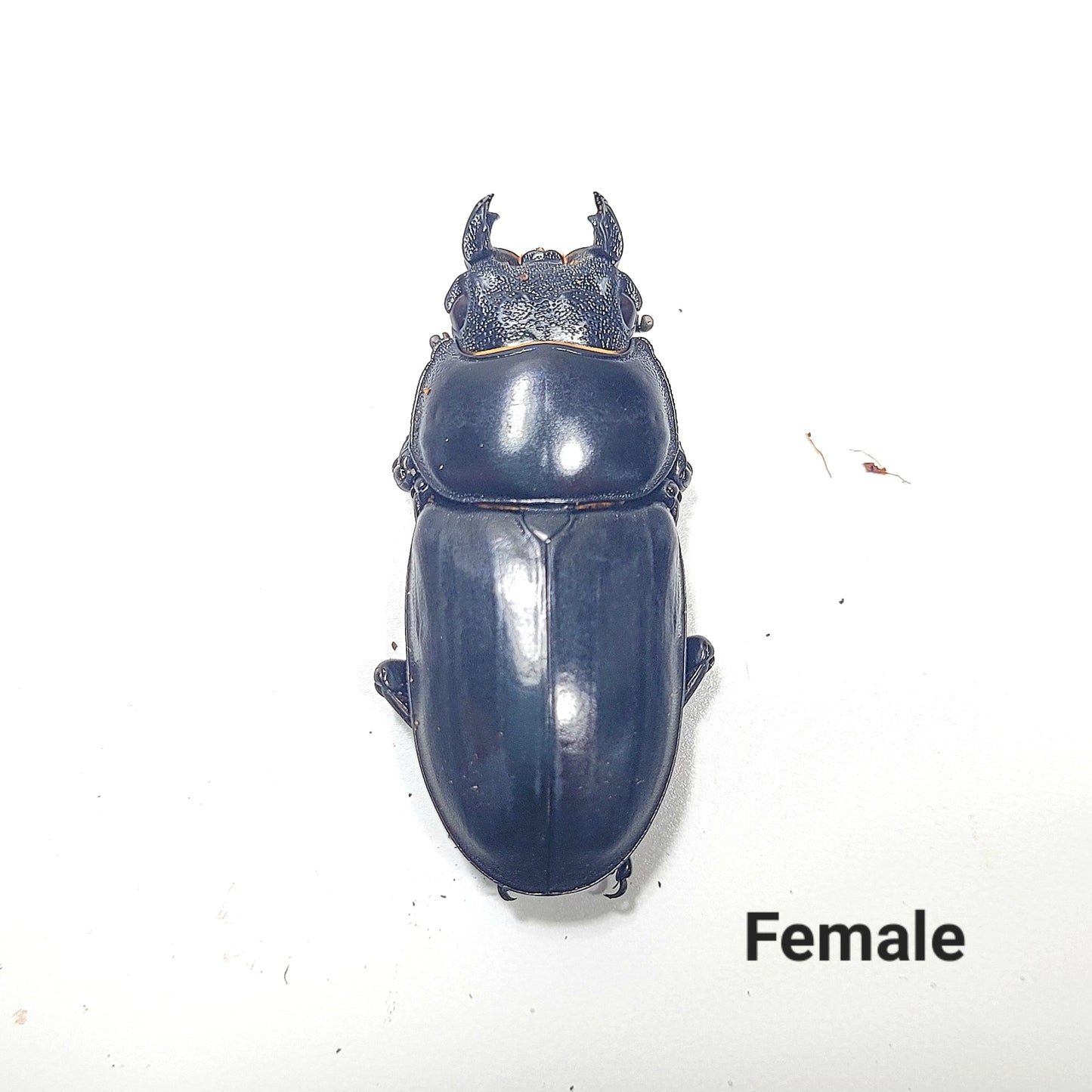 Northern Antler Stag Beetle (Dorcus antaeus antaeus) (North India)