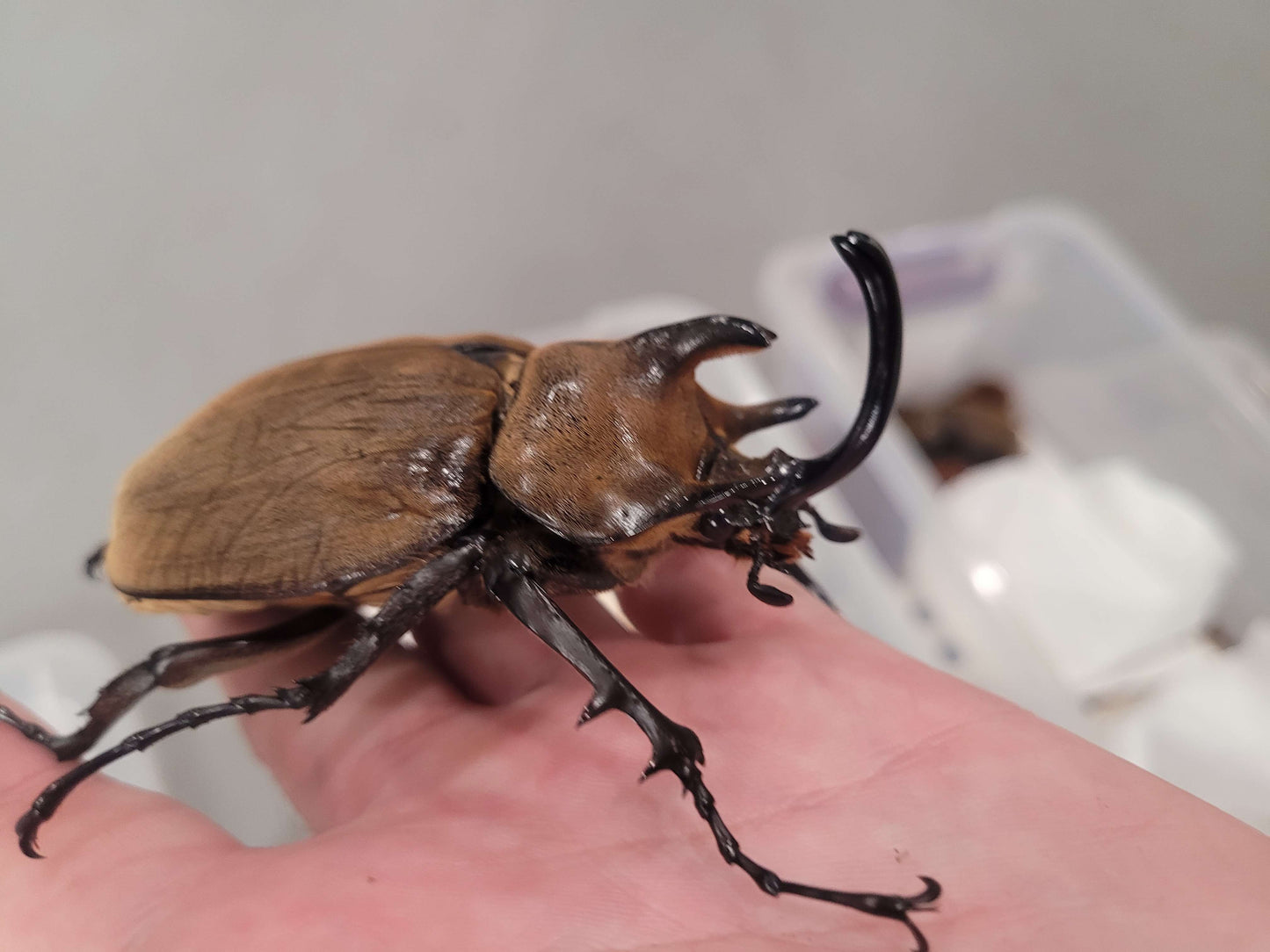 The Gyas Elephant Beetle (megasoma gyas prandii)