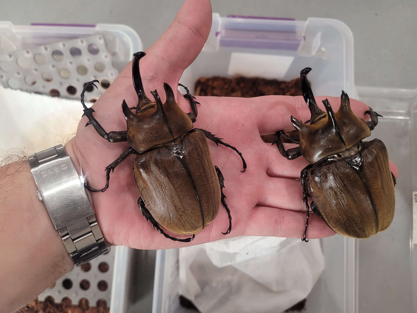 The Gyas Elephant Beetle (megasoma gyas prandii)