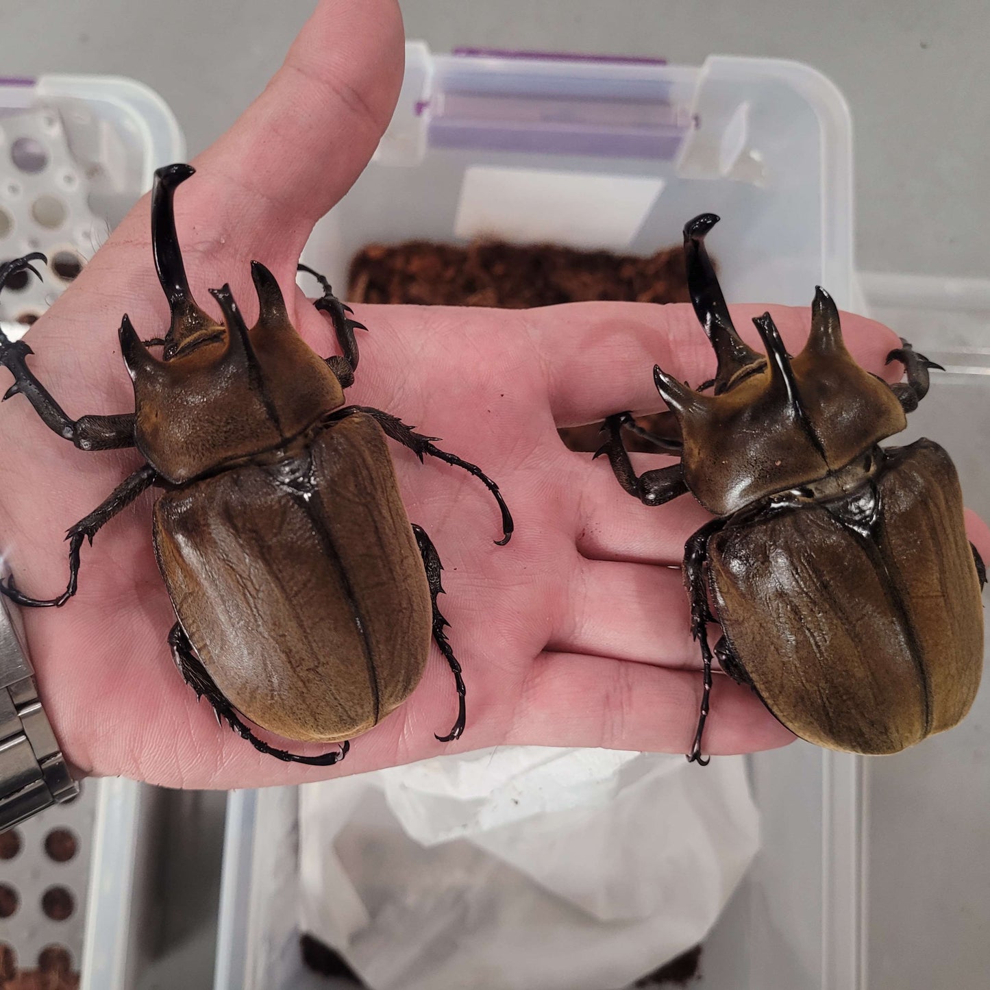The Gyas Elephant Beetle (megasoma gyas prandii)