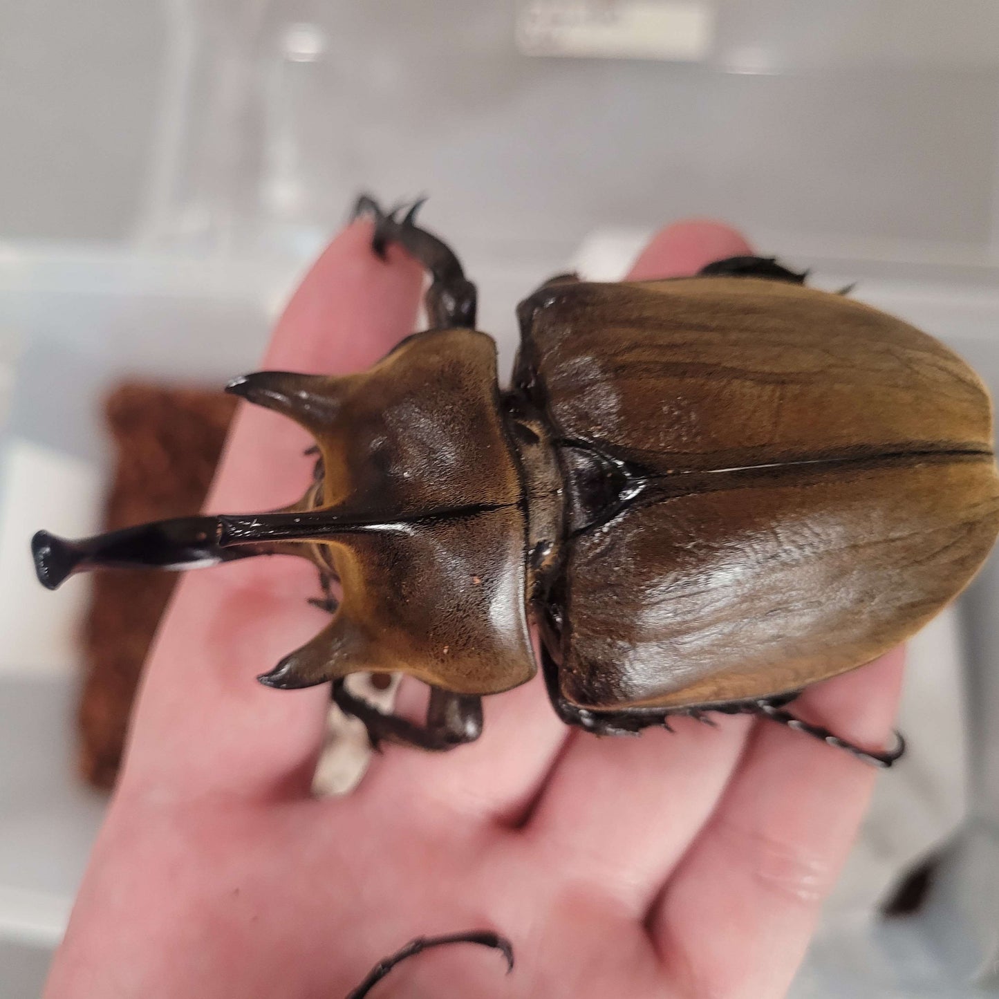 The Gyas Elephant Beetle (megasoma gyas prandii)