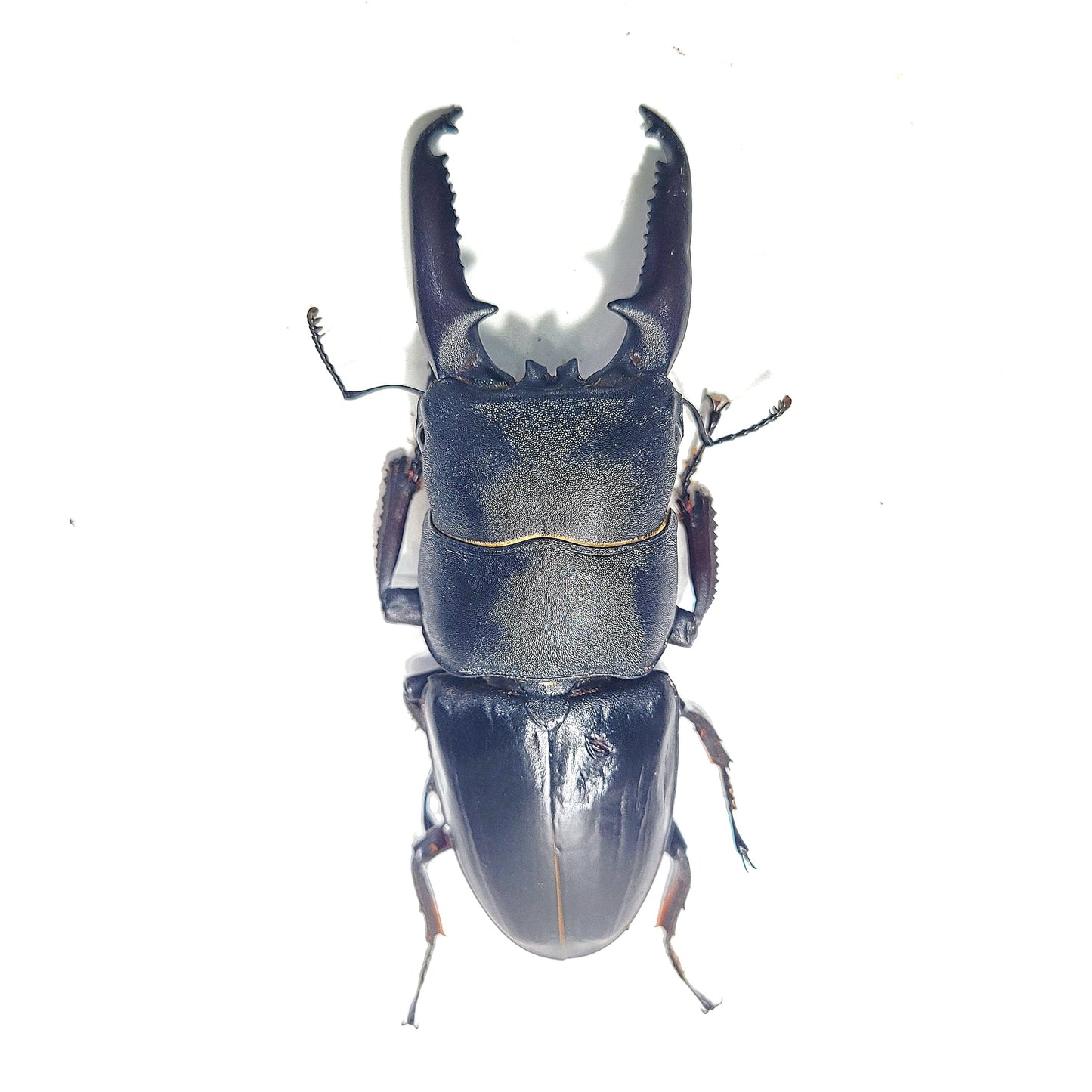 (On Sale!) Long-Jawed Black Stag Beetle (Dorcus Titanus castanicolor)