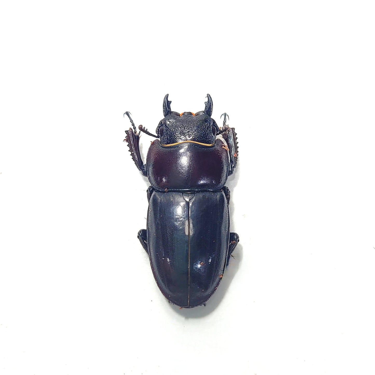(On Sale!) Long-Jawed Black Stag Beetle (Dorcus Titanus castanicolor)