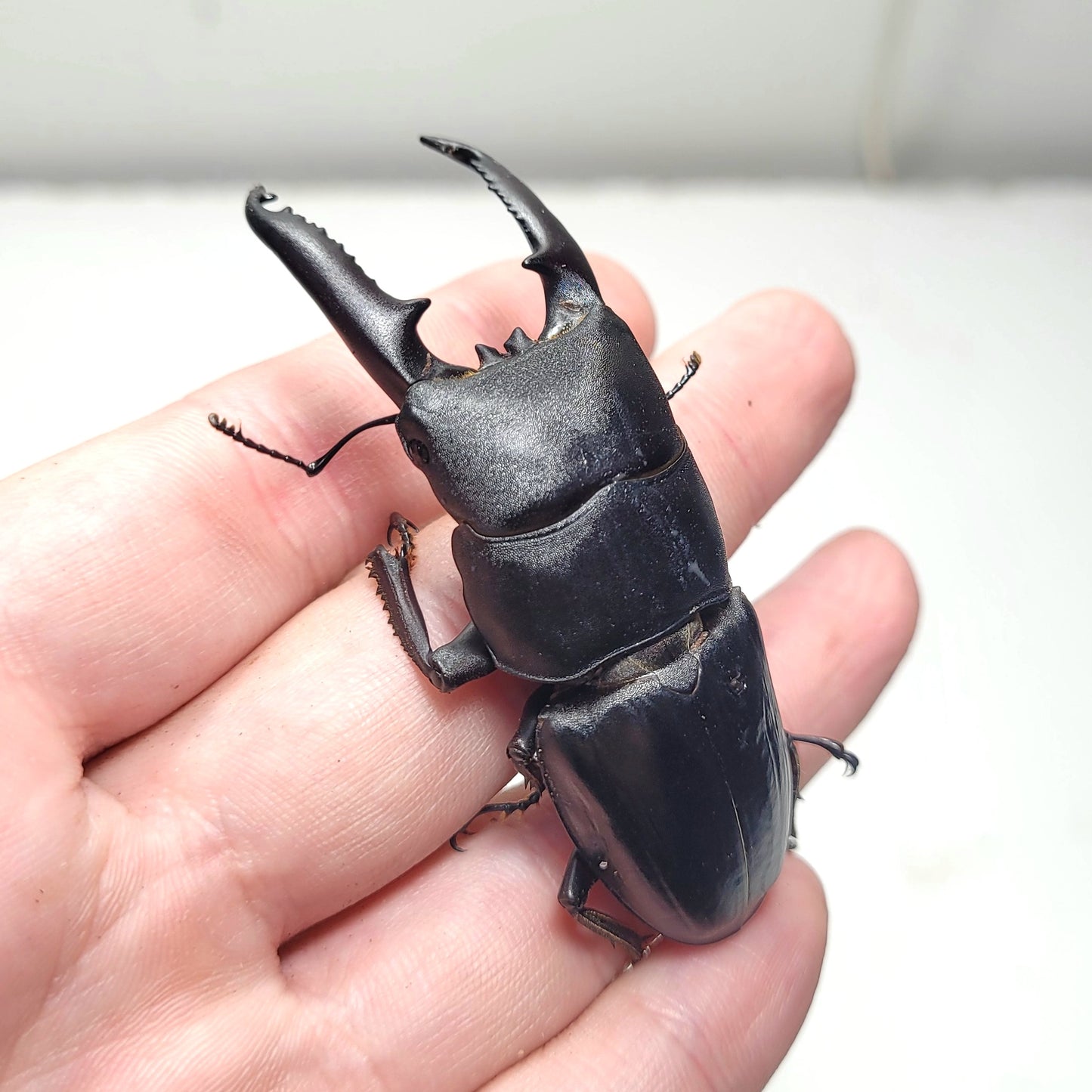 (On Sale!) Long-Jawed Black Stag Beetle (Dorcus Titanus castanicolor)