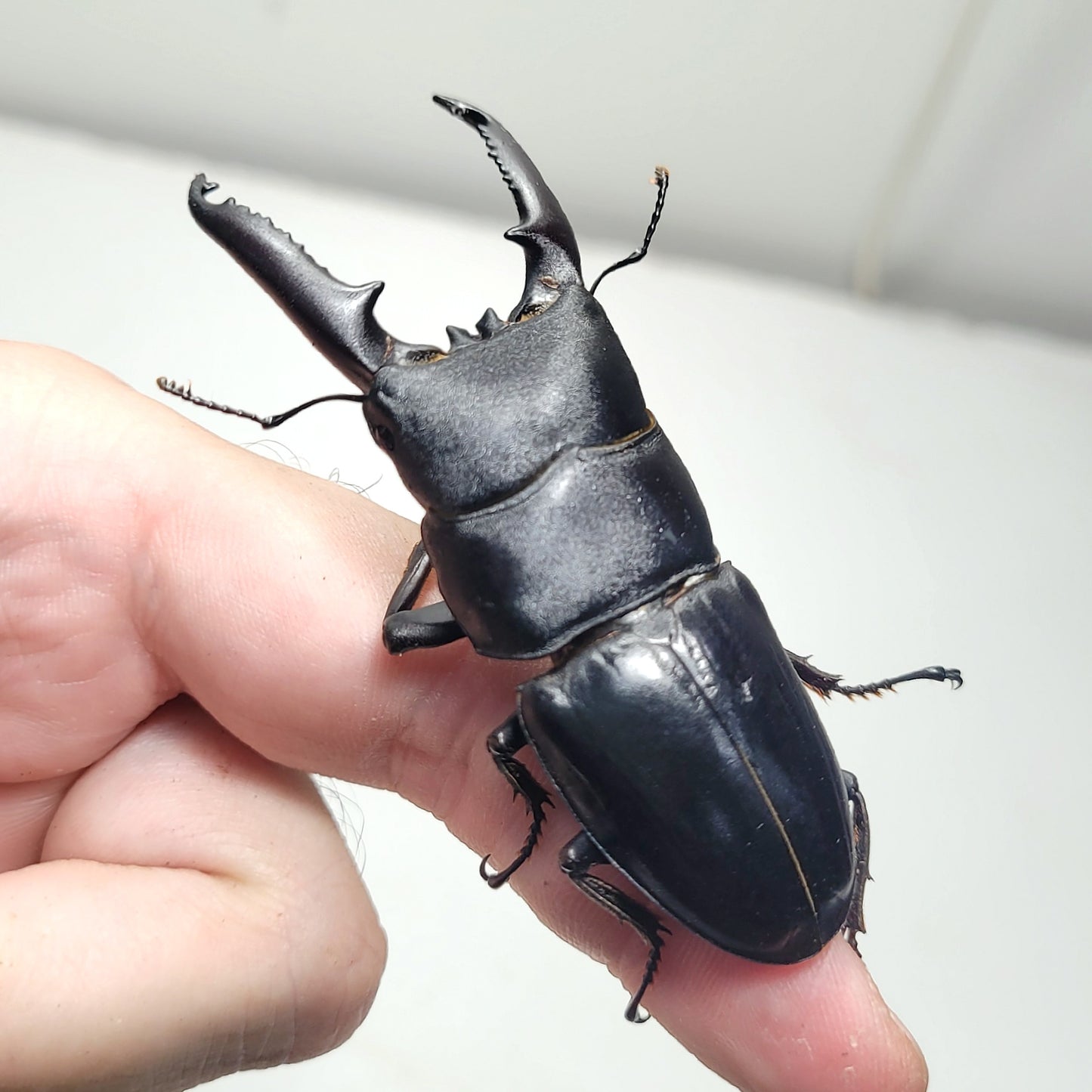 (On Sale!) Long-Jawed Black Stag Beetle (Dorcus Titanus castanicolor)