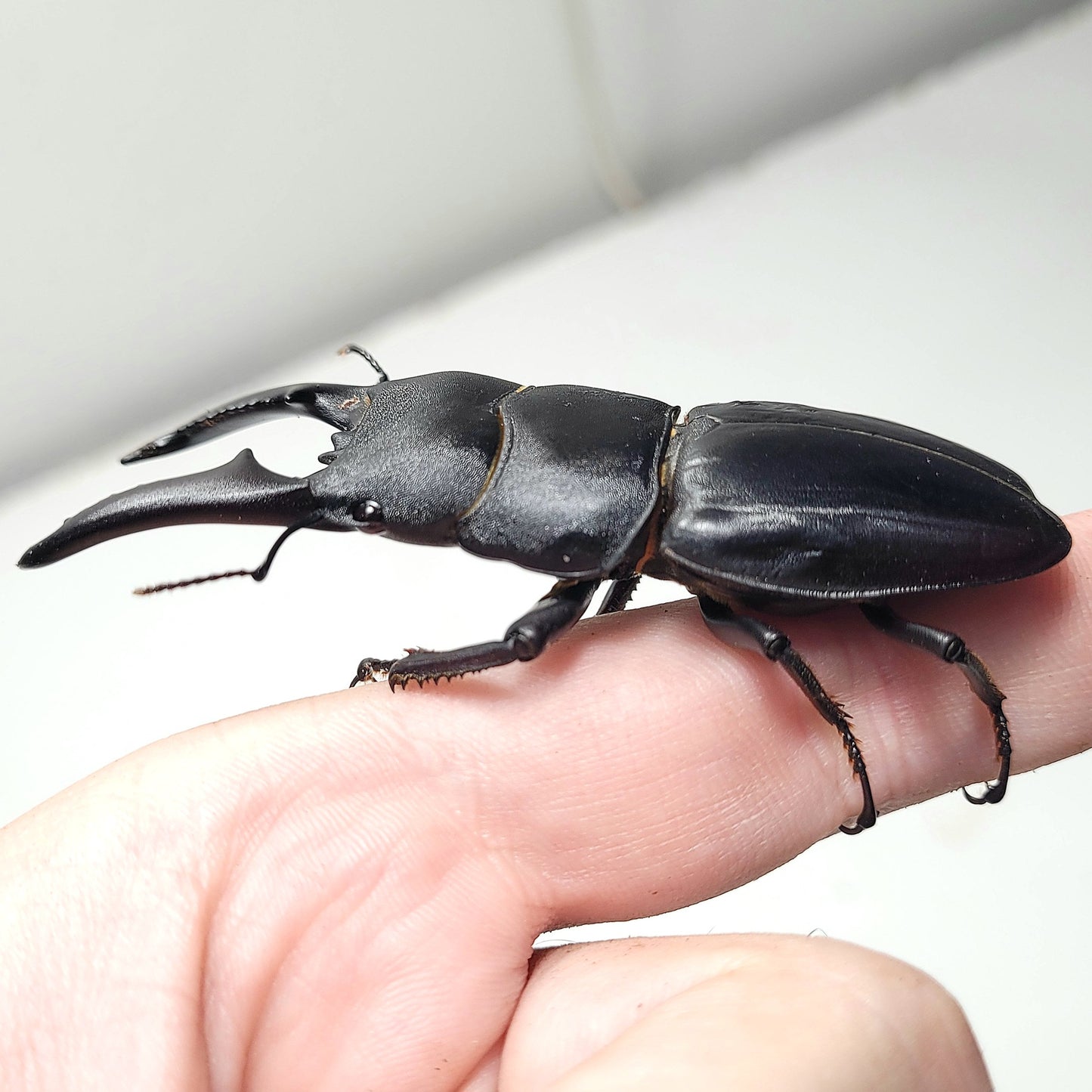 (On Sale!) Long-Jawed Black Stag Beetle (Dorcus Titanus castanicolor)