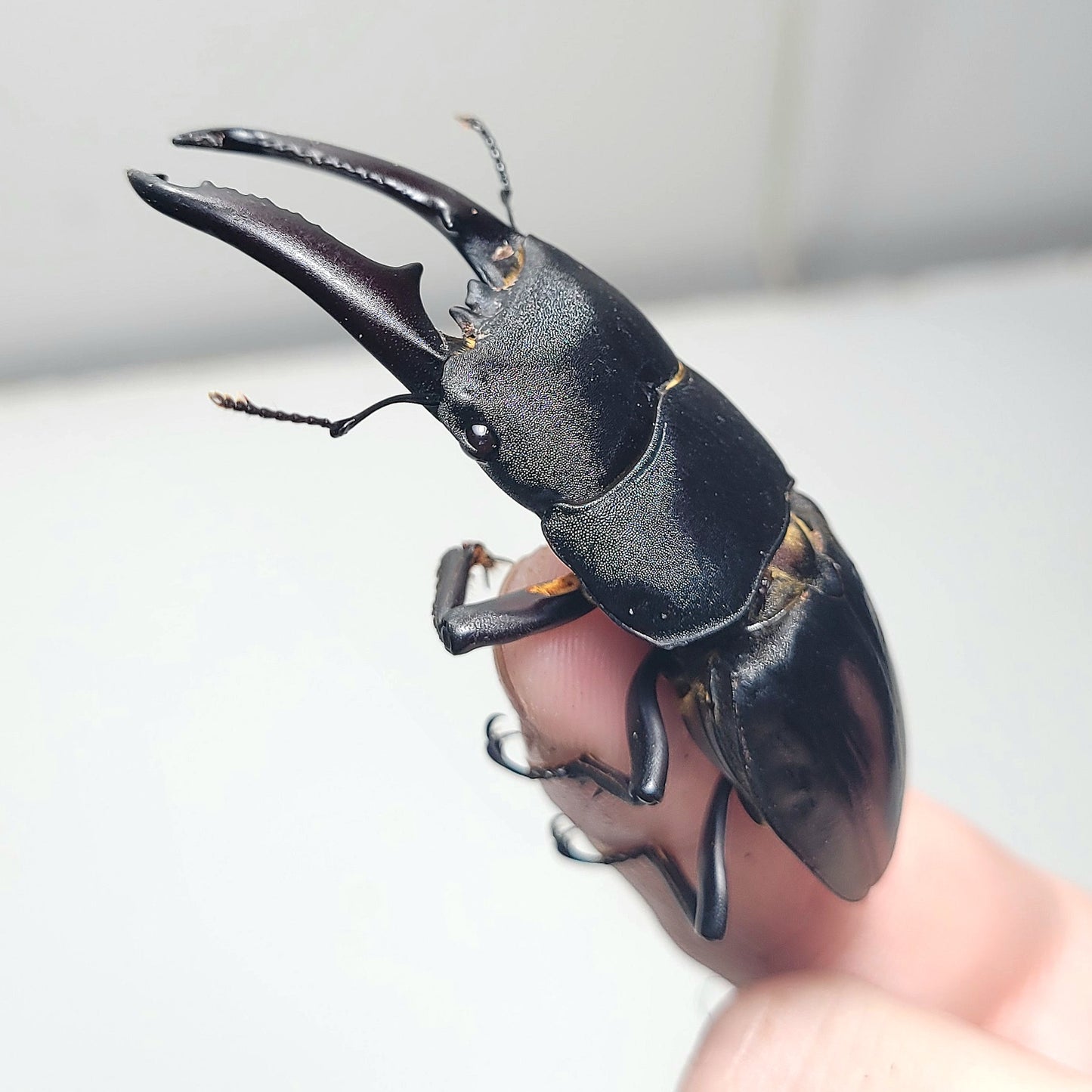 (On Sale!) Long-Jawed Black Stag Beetle (Dorcus Titanus castanicolor)