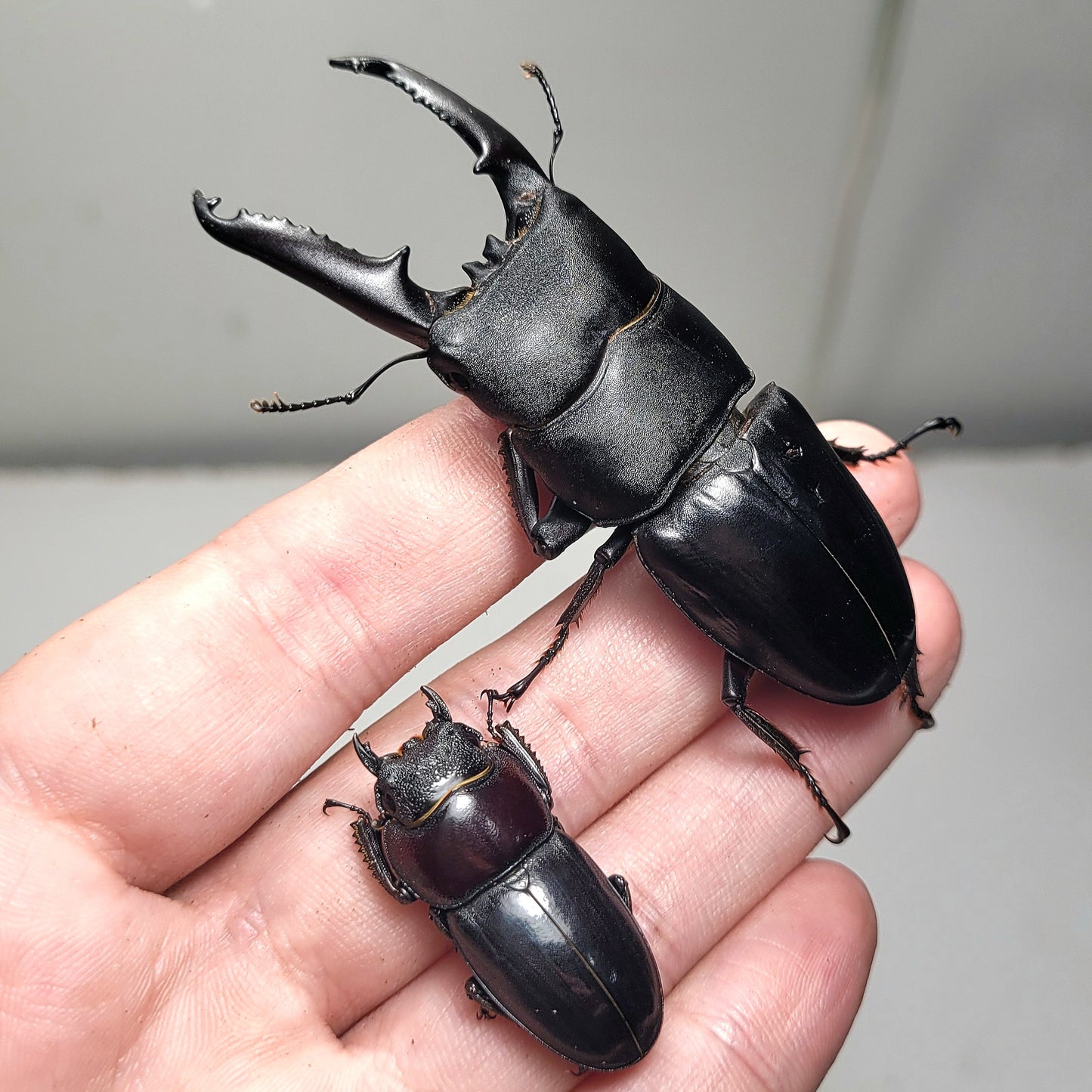 (On Sale!) Long-Jawed Black Stag Beetle (Dorcus Titanus castanicolor)